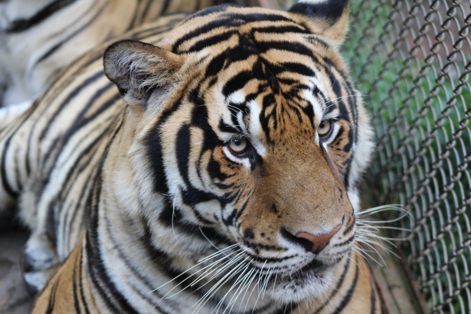 Canon EOS 650D (EOS Rebel T4i / EOS Kiss X6i) sample photo. Tiger, juvenile tiger, animal photography