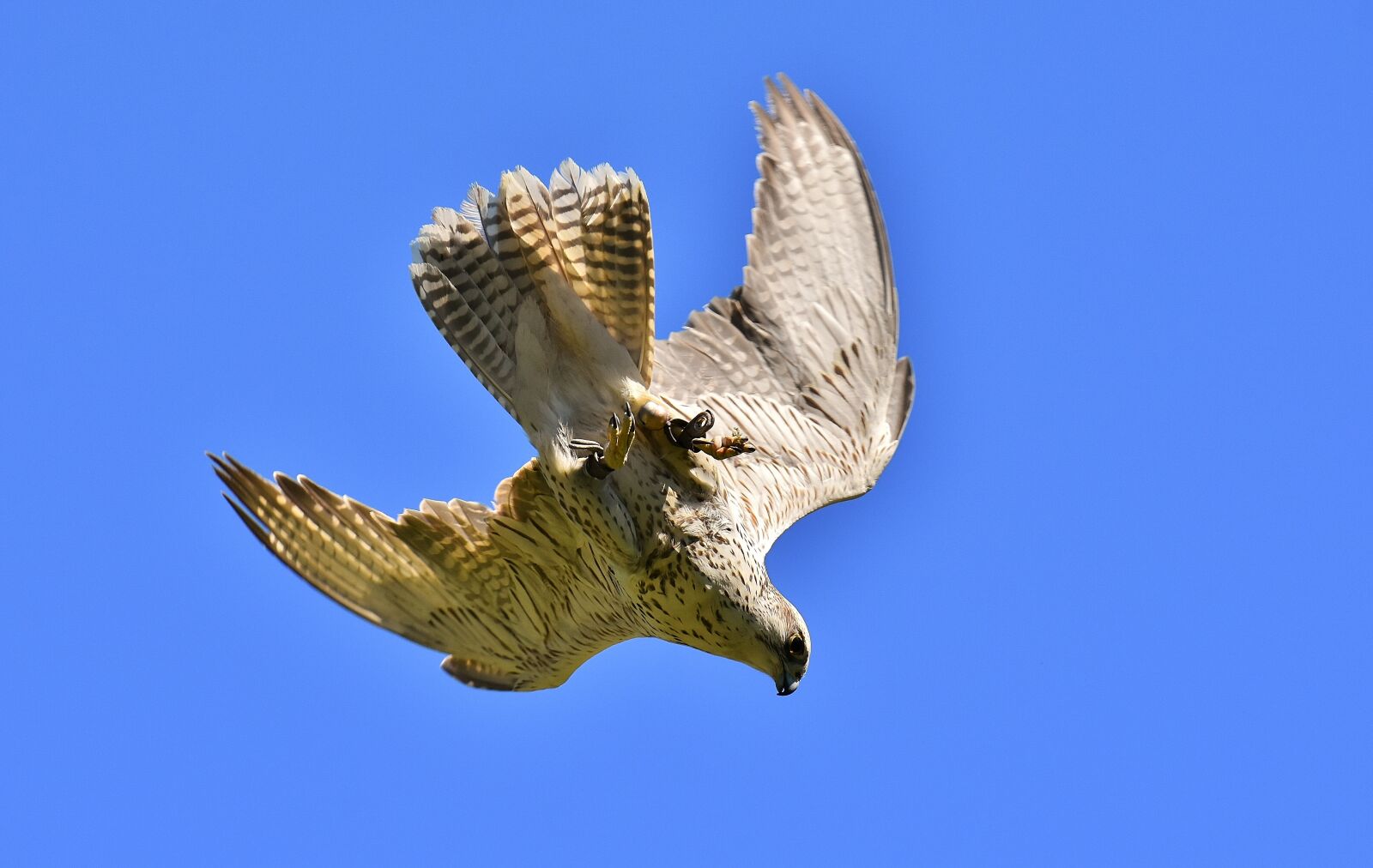 Nikon D7200 sample photo. Falcon, bird of prey photography