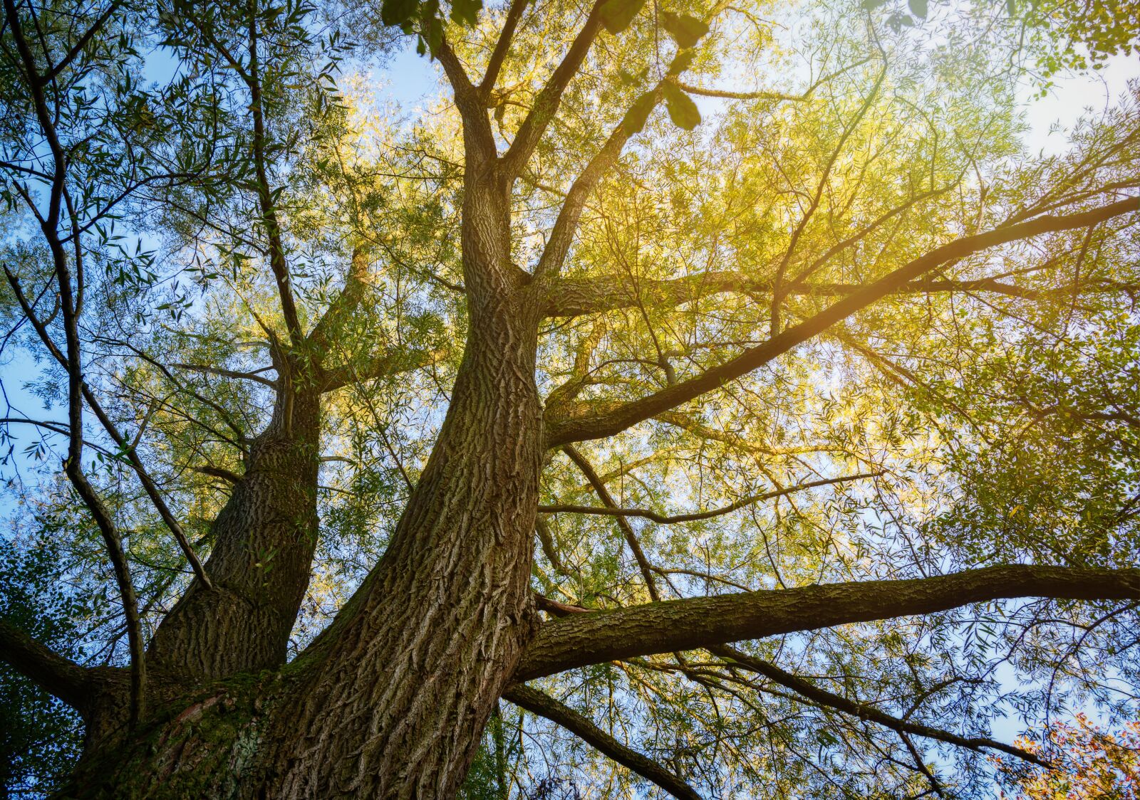 Nikon Z6 sample photo. Tree, crown, sky photography