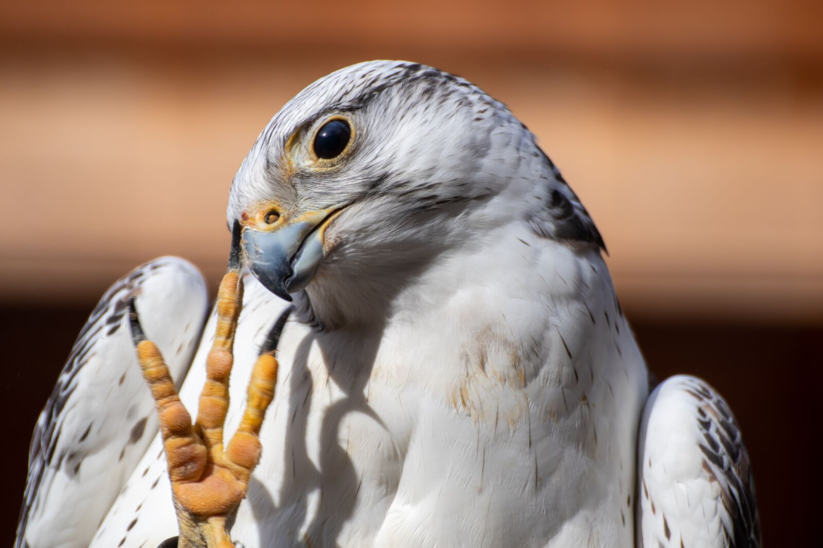 Canon EOS 200D (EOS Rebel SL2 / EOS Kiss X9) sample photo. Falcon, bird, raptor photography