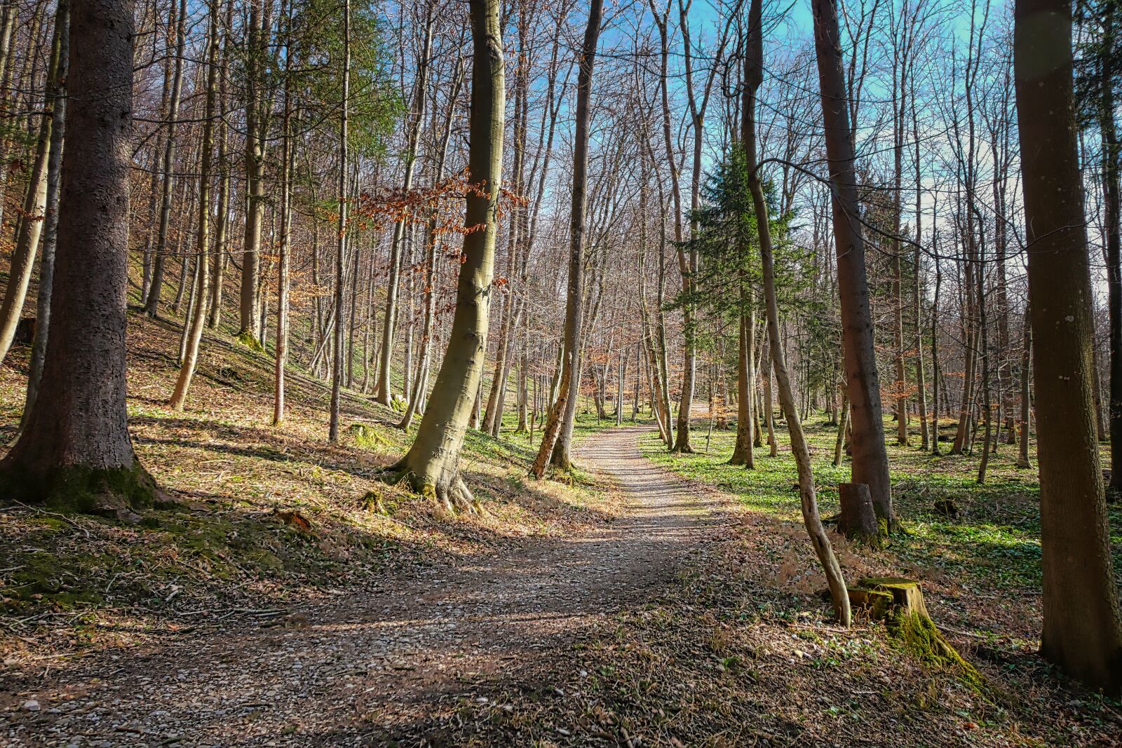 Panasonic Lumix DMC-GX8 sample photo. Wood, tree, nature photography