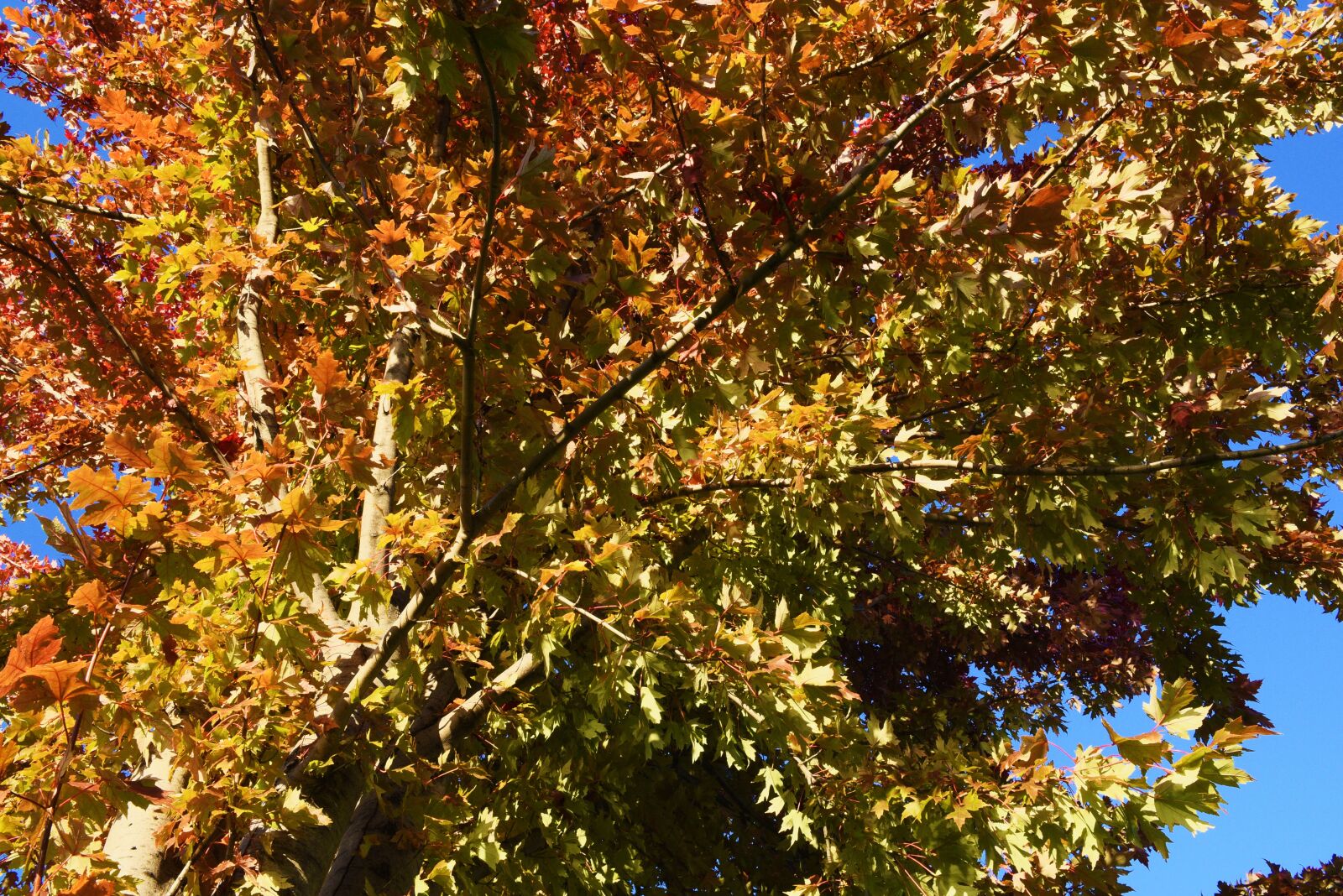 Nikon D750 sample photo. Autumn, blue, fall, leaves photography