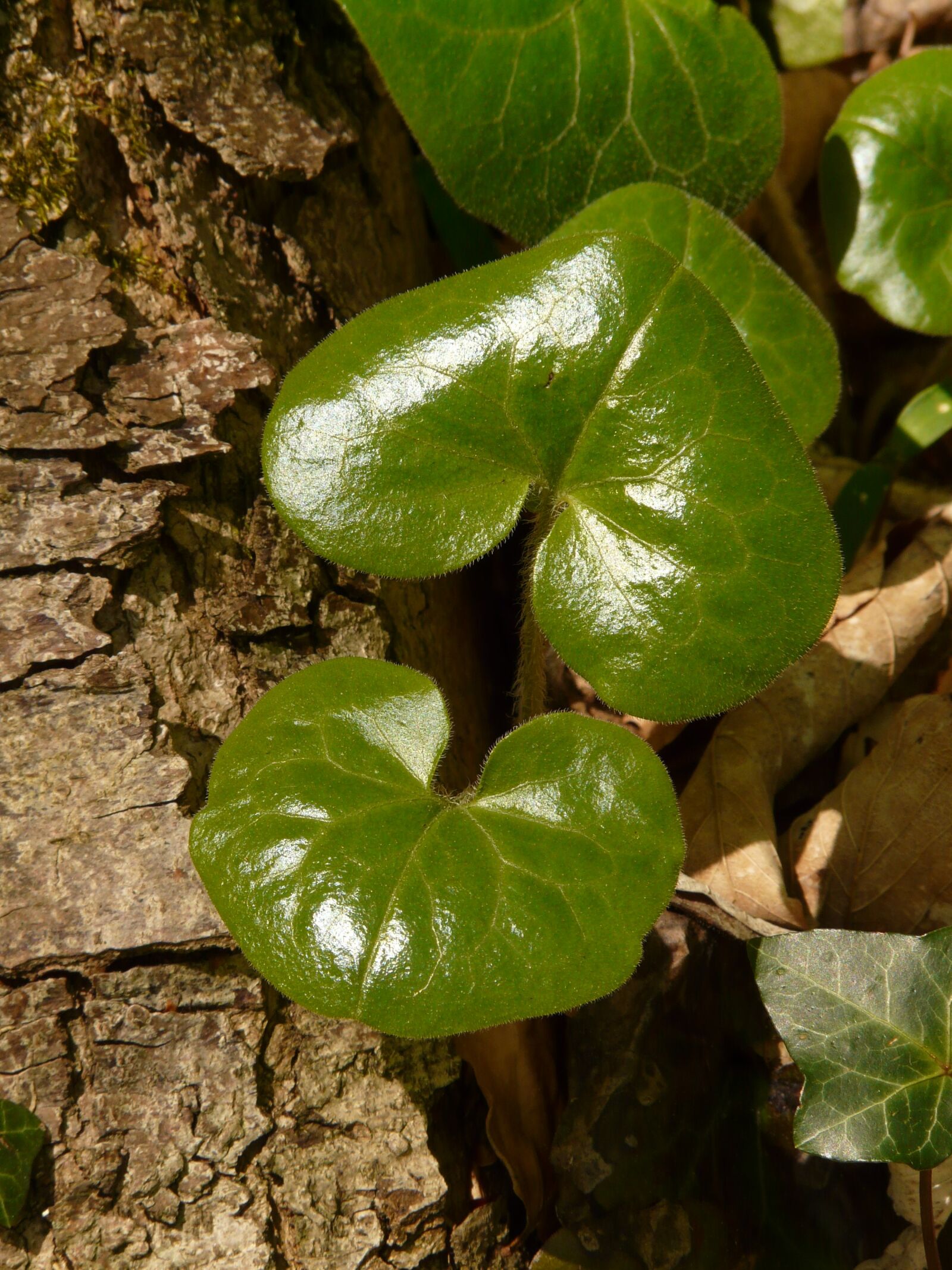 Panasonic DMC-FZ18 sample photo. Ordinary haselwurz, plant, forest photography