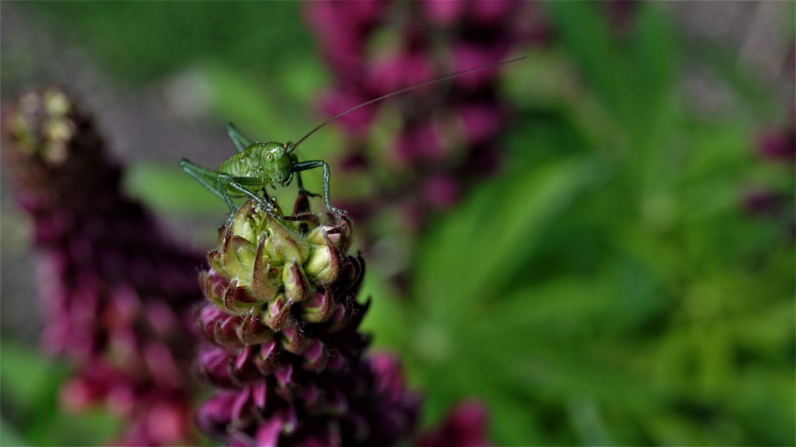 Sony E 30mm F3.5 Macro sample photo. Grasshopper, viridissima, heupferdchen photography