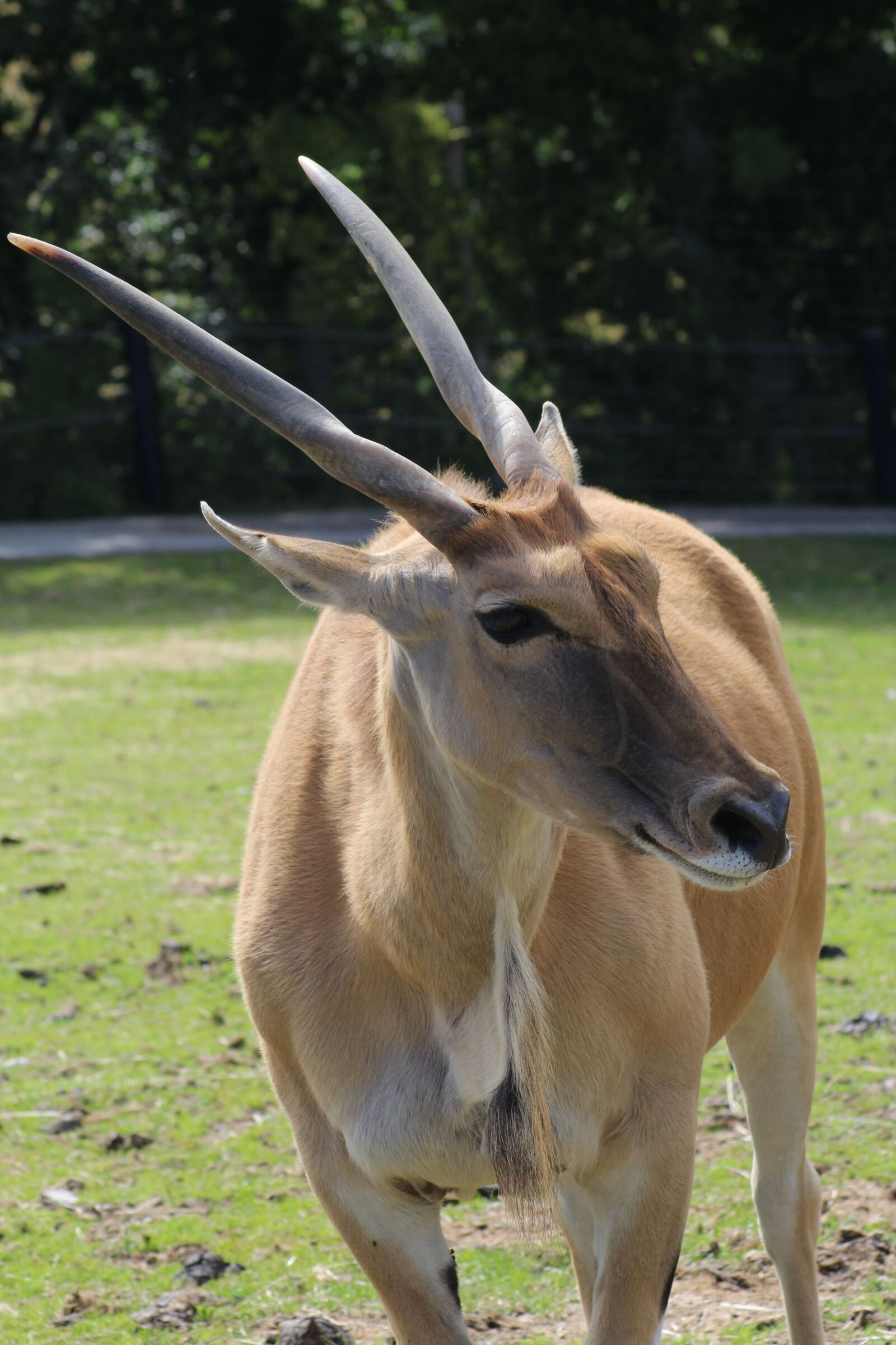 Canon EOS 1300D (EOS Rebel T6 / EOS Kiss X80) sample photo. Eland antelope, antelope, savannah photography