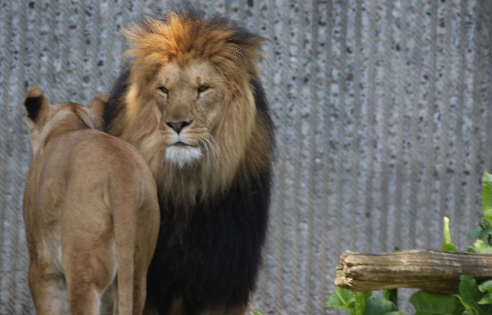 Canon EOS 7D Mark II sample photo. Animals, king, of, the photography