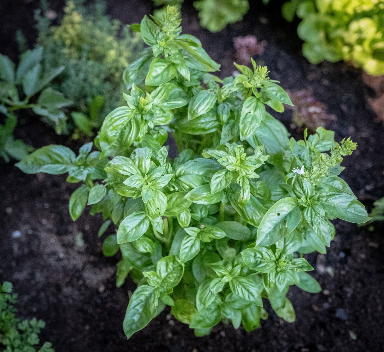 Fujifilm X-T2 sample photo. Salad, leaf lettuce, green photography