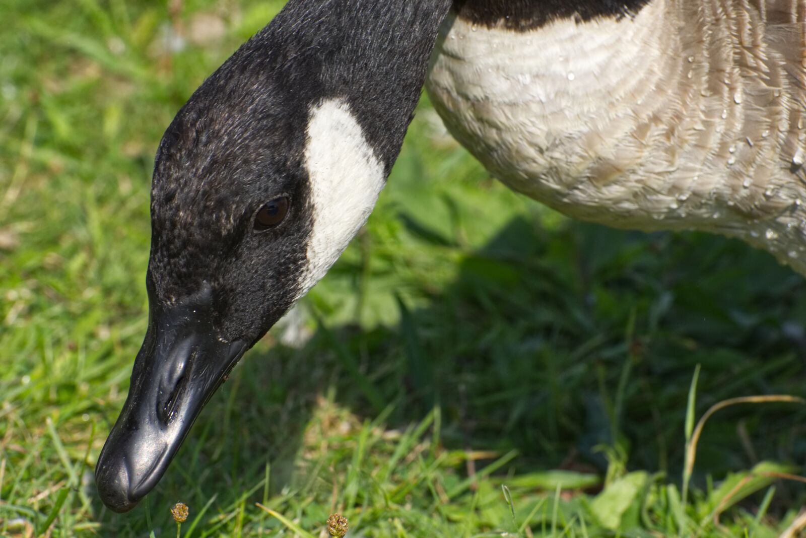 Nikon D7200 sample photo. Canada goose, branta canadensis photography