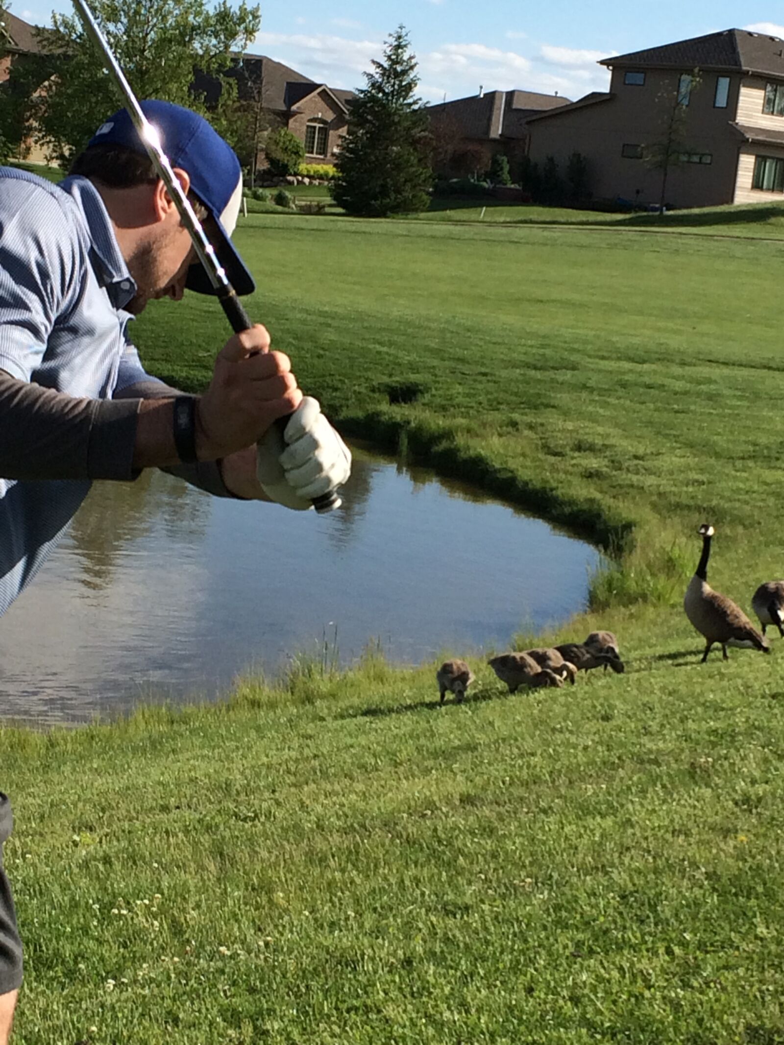 iPhone 5s back camera 4.15mm f/2.2 sample photo. Golf, golfer, goose photography