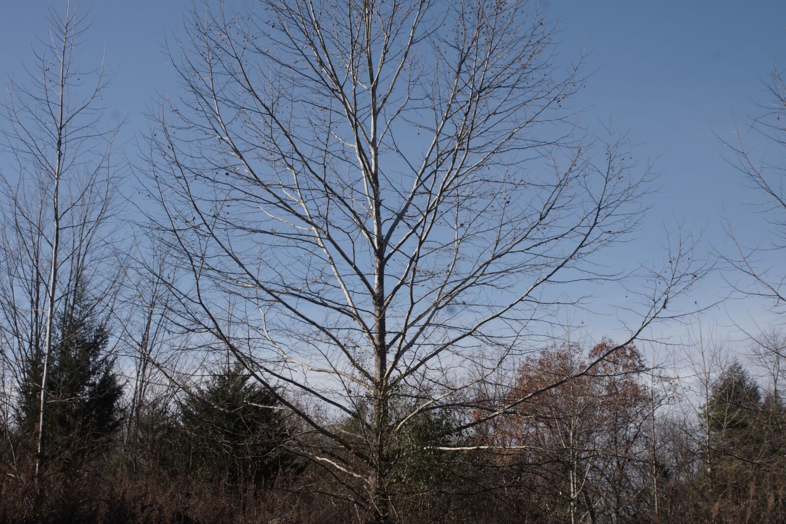 Sony SLT-A77 sample photo. Tree, outdoor, life photography