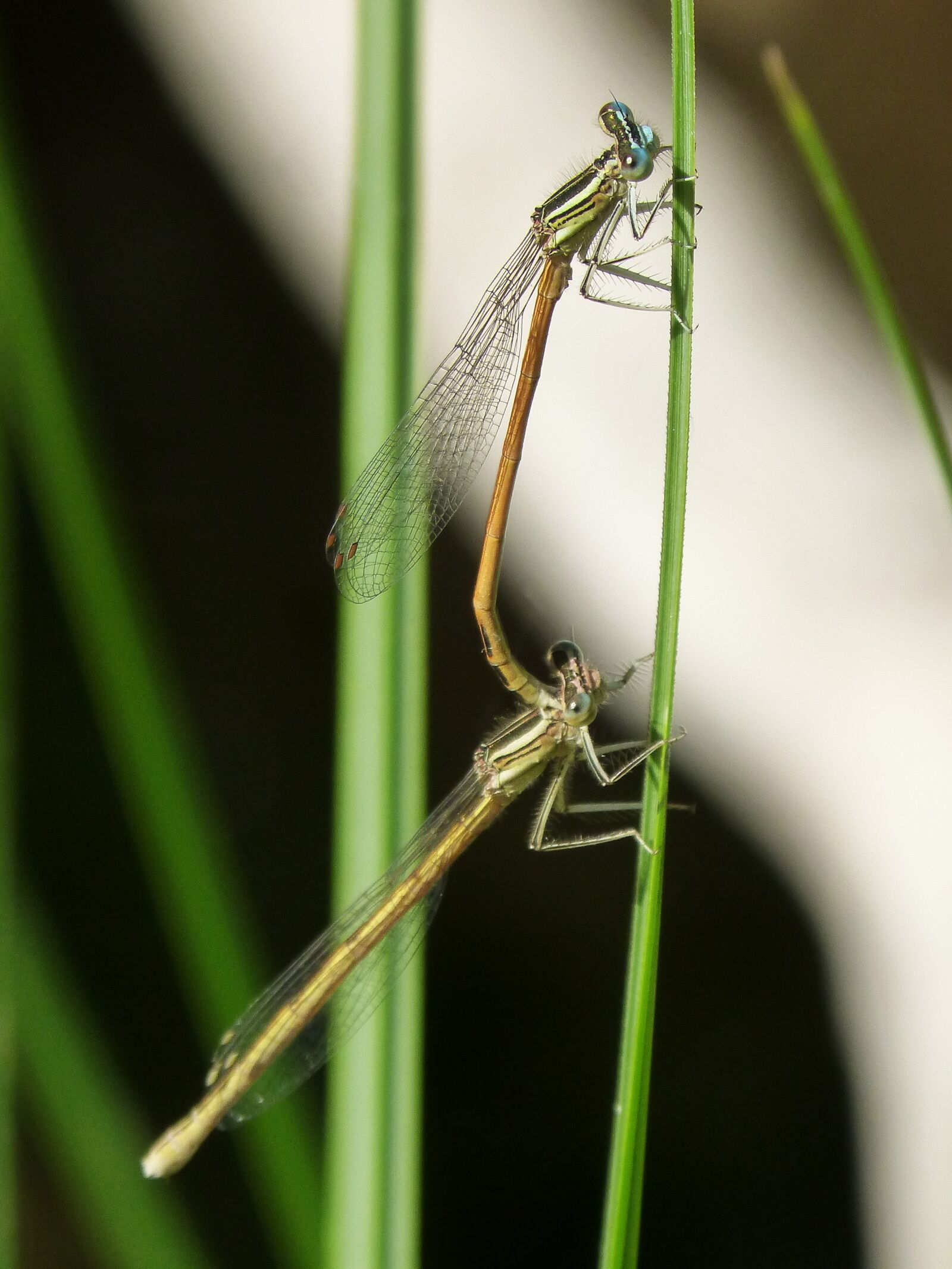 Panasonic DMC-FZ62 sample photo. Platycnemis acutipennis, orange dragonfly photography