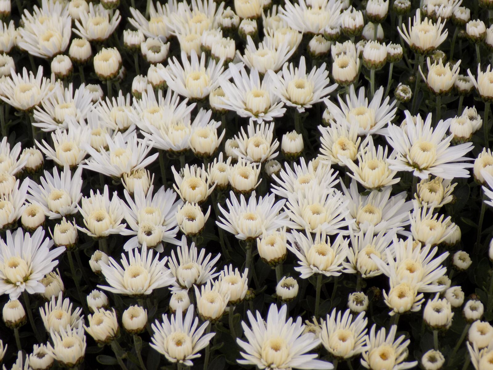Nikon COOLPIX L330 sample photo. Chrysanthemum, flowers, botanical garden photography