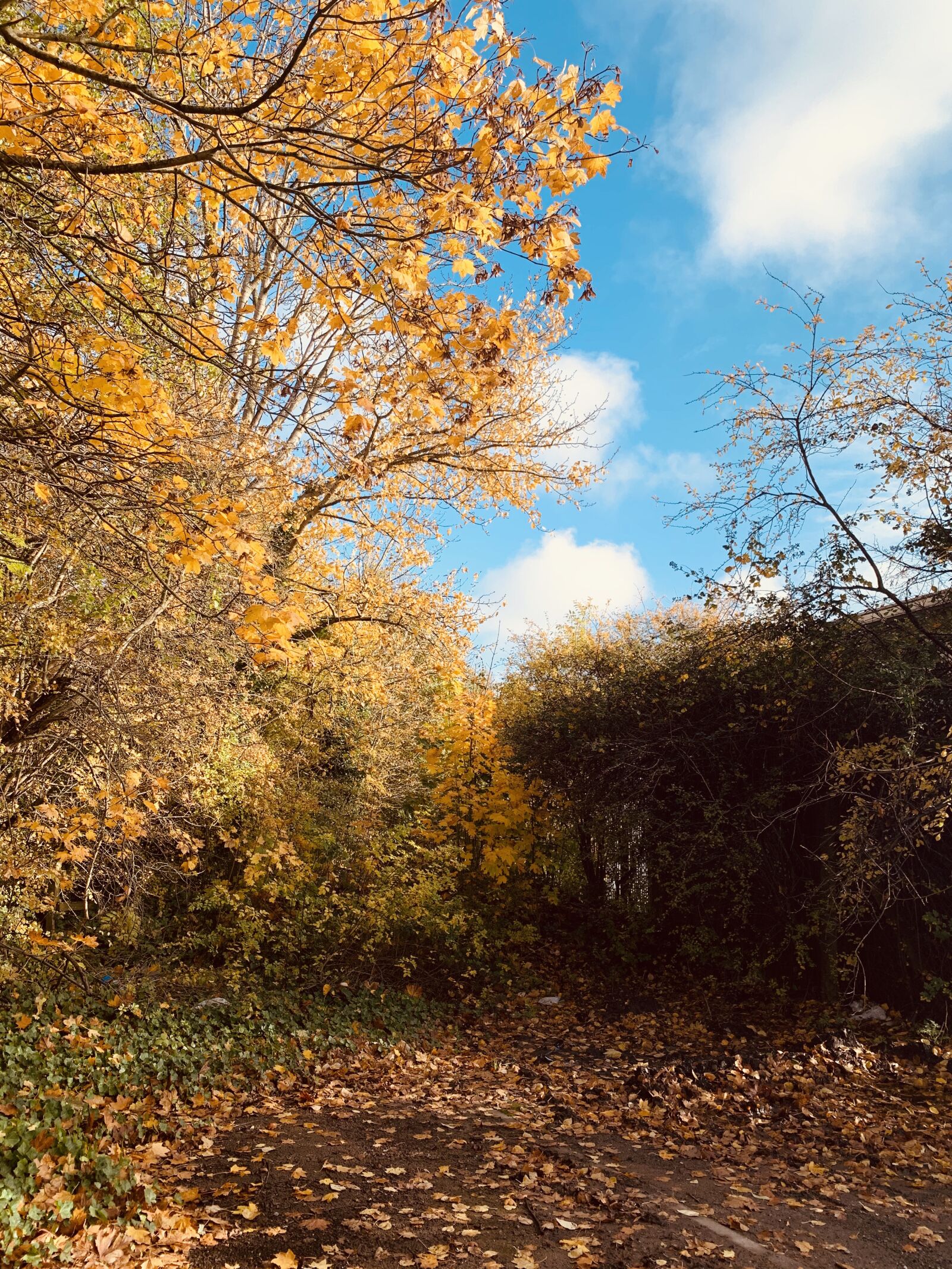 Apple iPhone XR sample photo. Landscape, autumn, nature photography