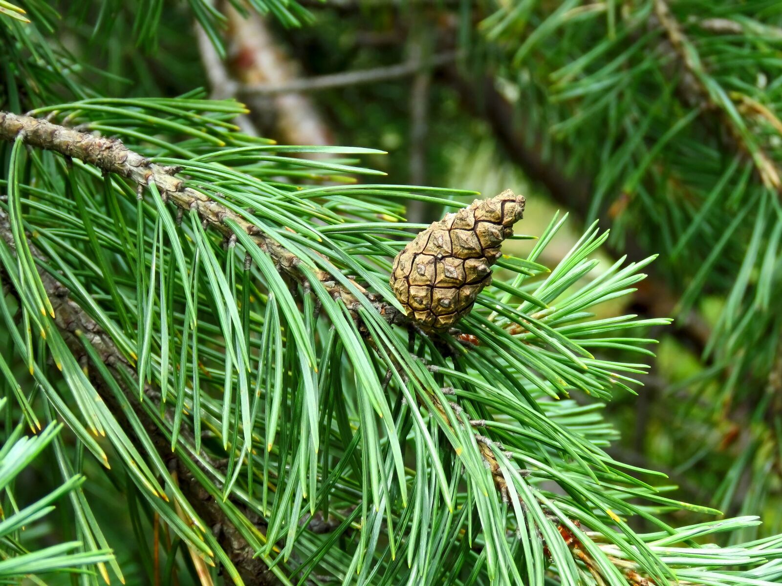 Canon PowerShot SX60 HS sample photo. Pine, pine cone, needle photography