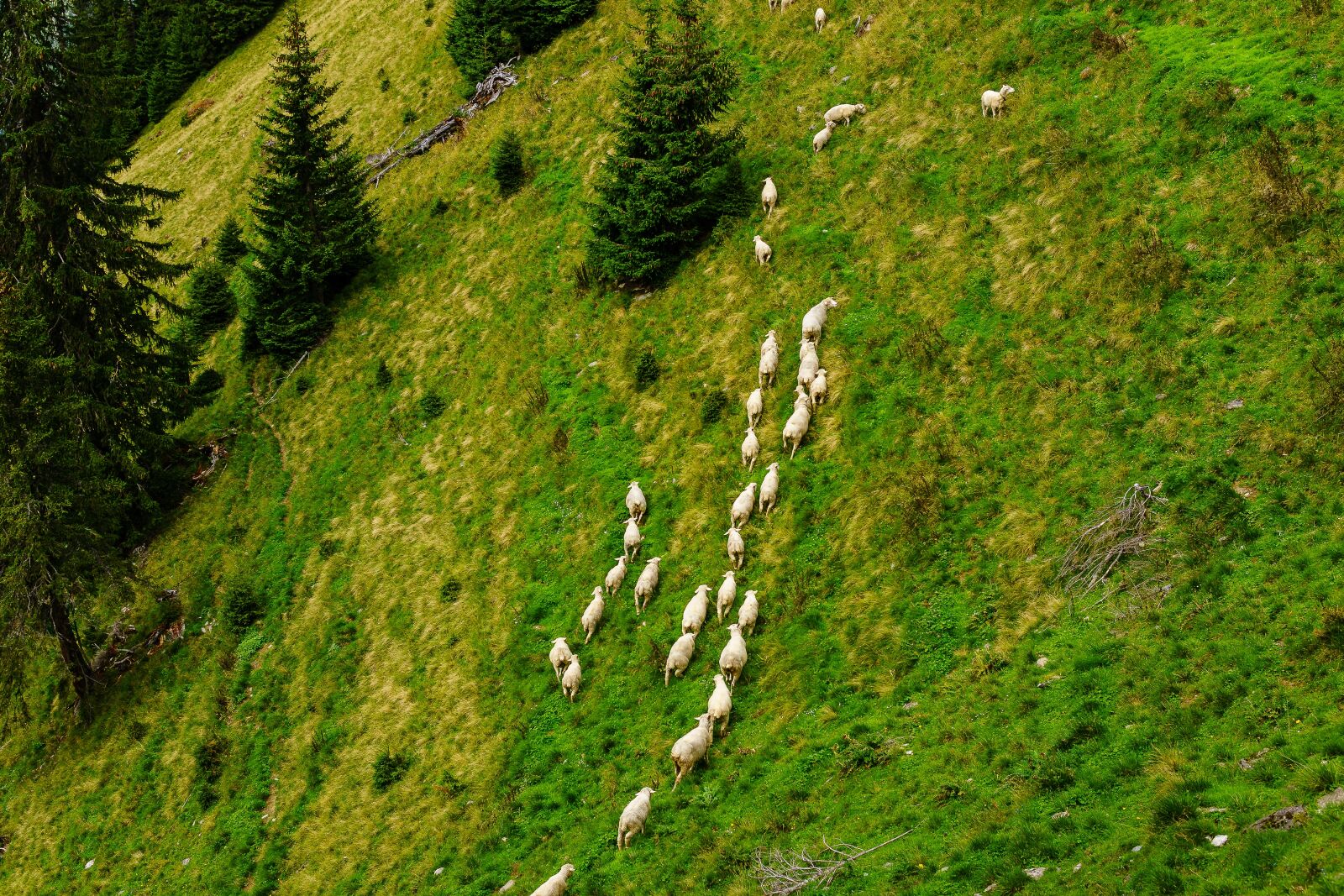 30mm F1.4 DC DN | Contemporary 016 sample photo. Sheep, mountains, diemtigtal photography