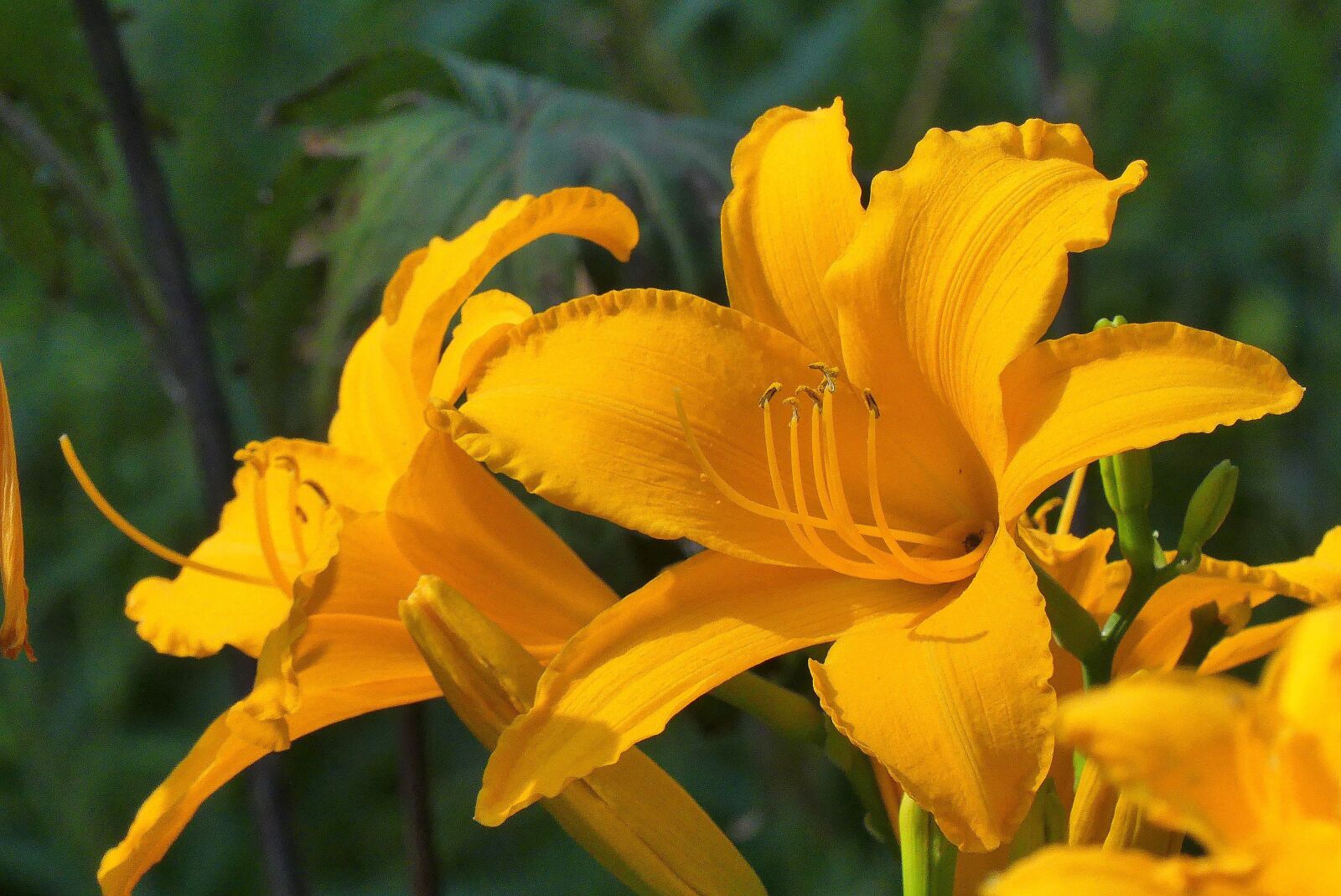 Panasonic Lumix DMC-FZ300 sample photo. Flower, park, summer photography