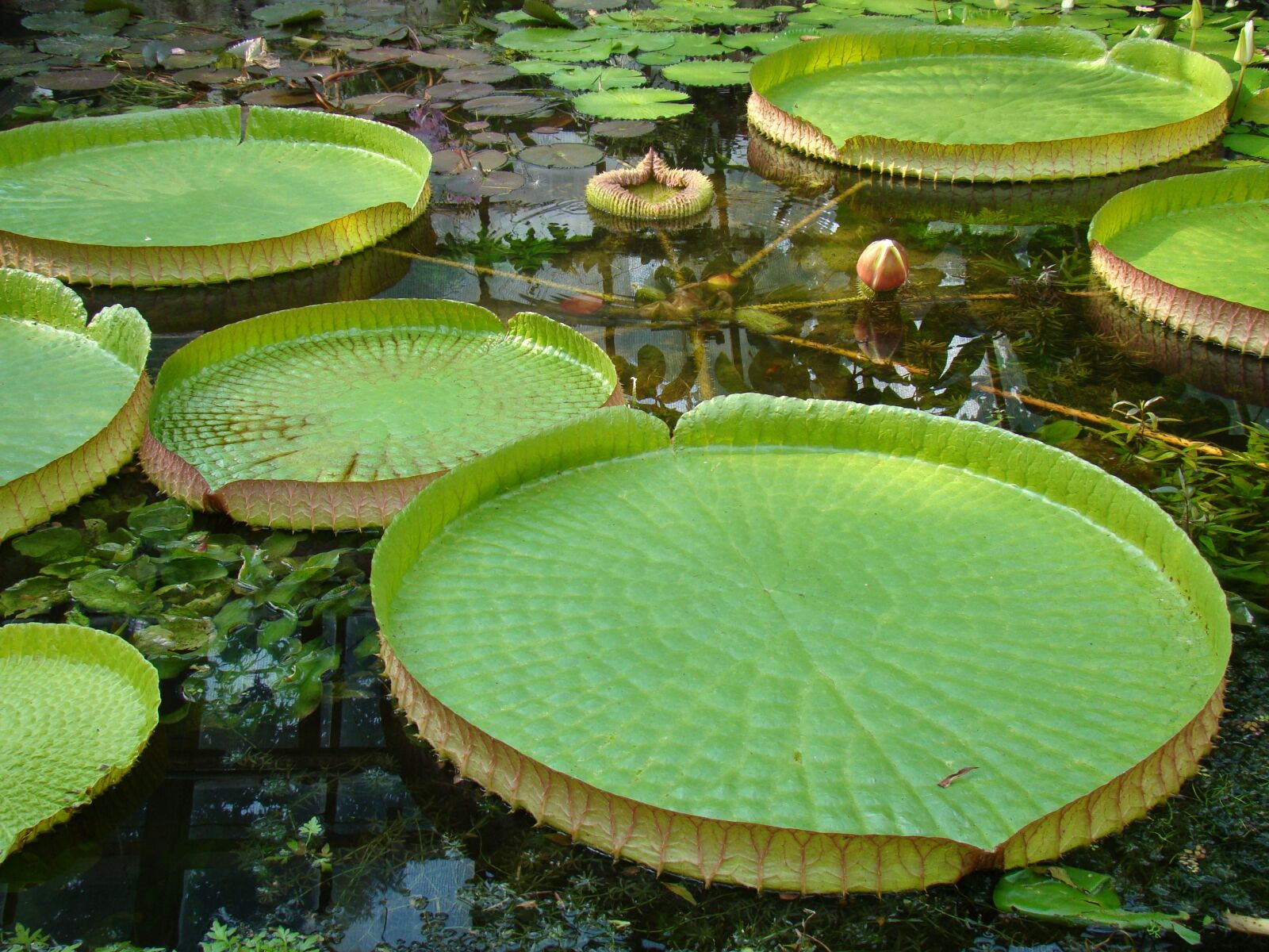 Sony Cyber-shot DSC-H50 sample photo. Foliage, water flowers, large photography