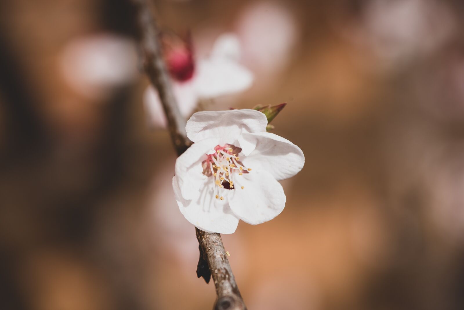 Nikon D750 sample photo. Blossom, bloom, spring photography