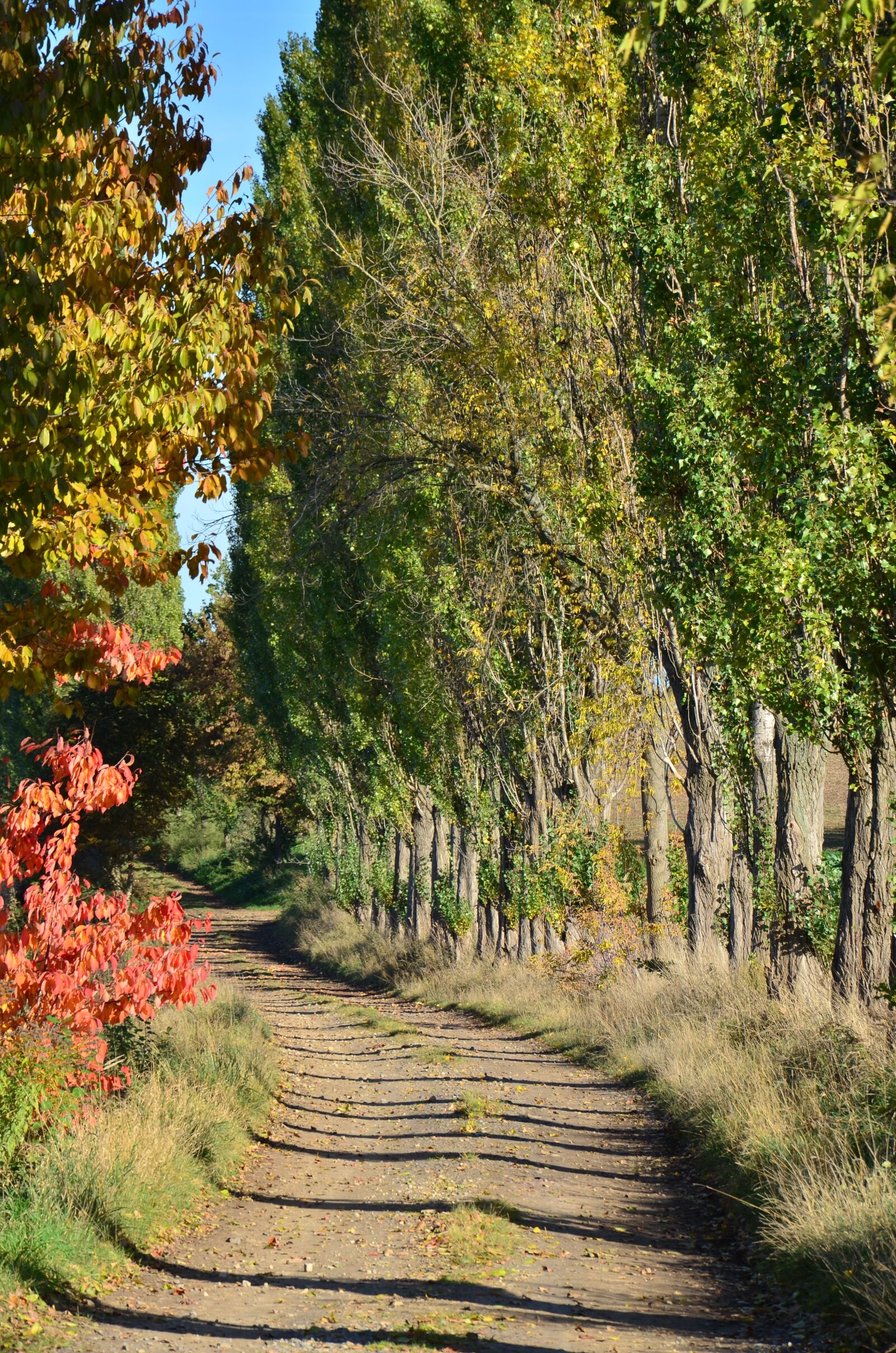Nikon D5100 sample photo. Follow lommatzscher care, k photography