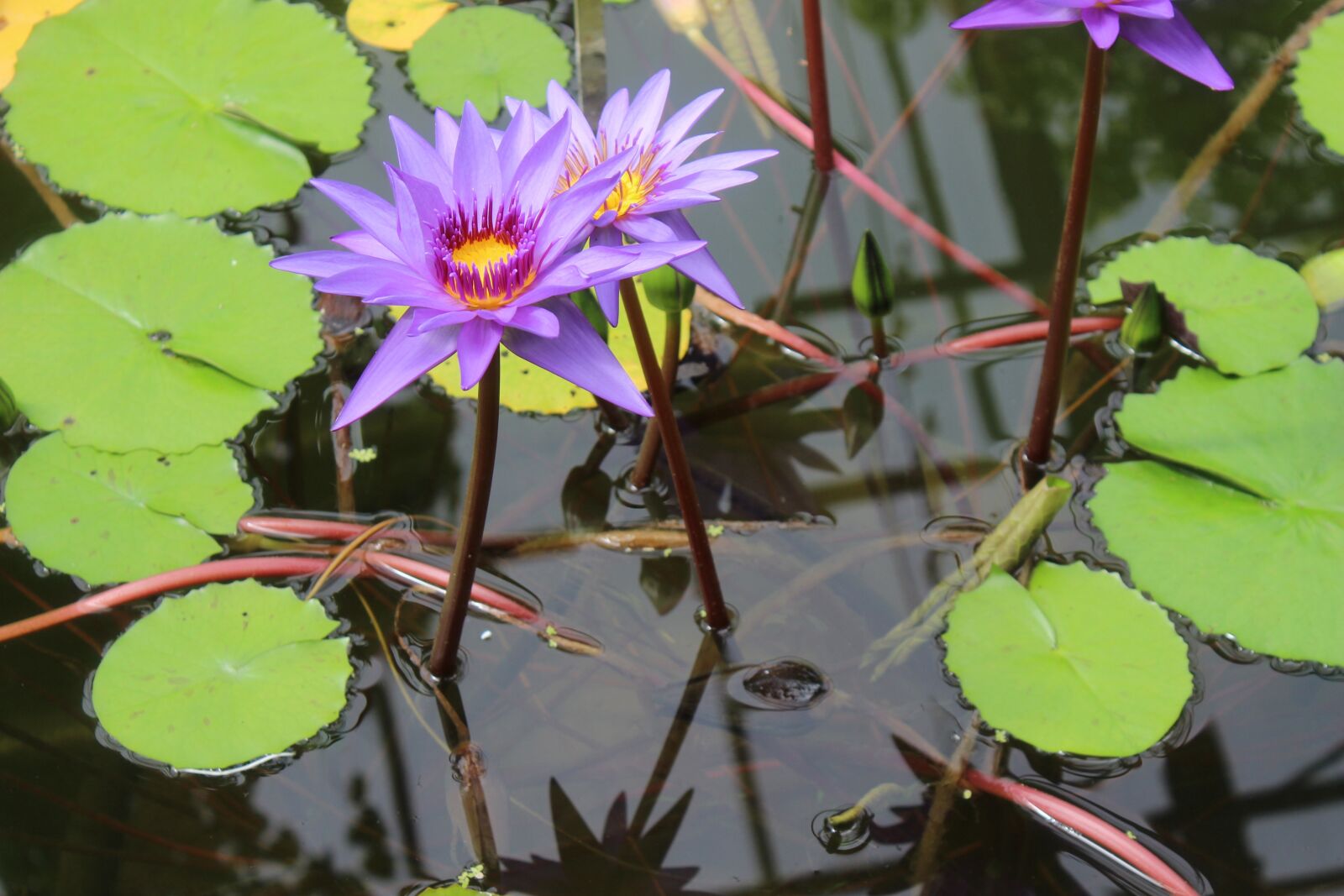 Canon EOS 600D (Rebel EOS T3i / EOS Kiss X5) sample photo. Plant, nature, flower photography