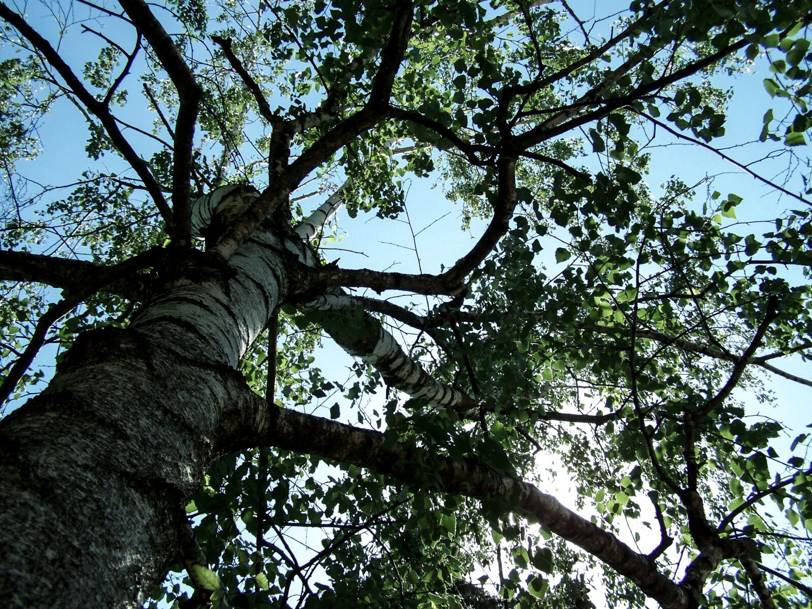Kodak EASYSHARE ZD710 ZOOM DIGITAL CAMERA sample photo. Wood, tree, forest photography