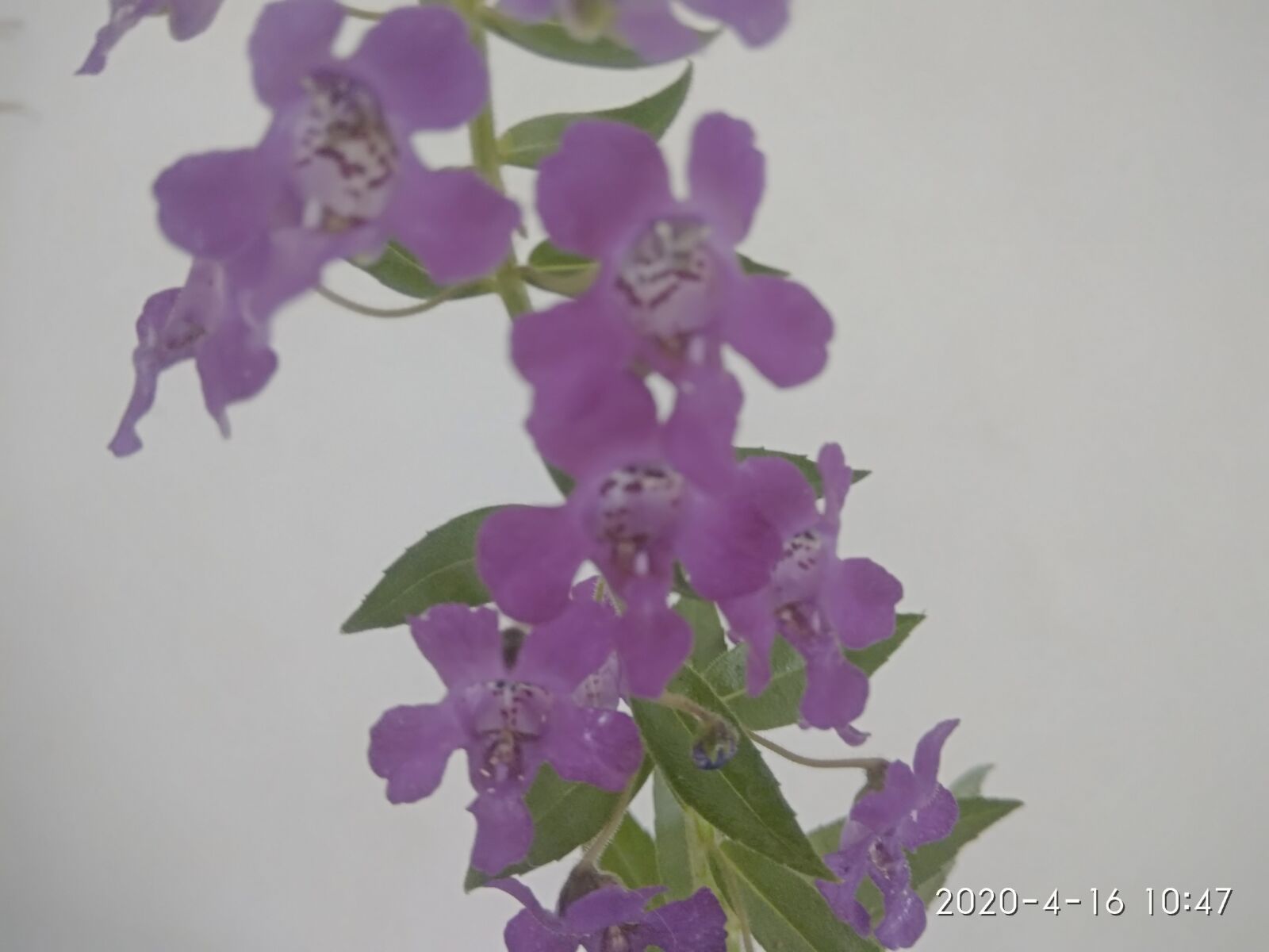 Xiaomi Redmi Note 4 sample photo. Plant, violet, flowers photography
