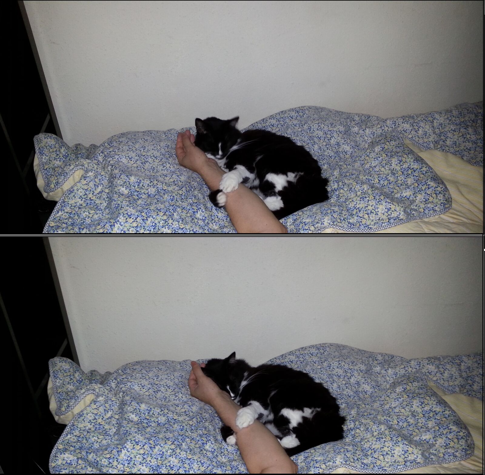 Samsung Galaxy S3 sample photo. Cat, female, hands, sleeping photography