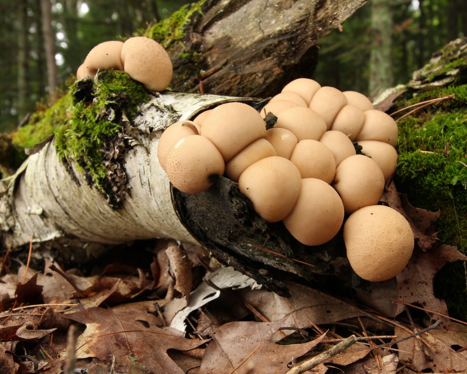 Canon EF-S 10-18mm F4.5–5.6 IS STM sample photo. Mushrooms, fungi, forest photography
