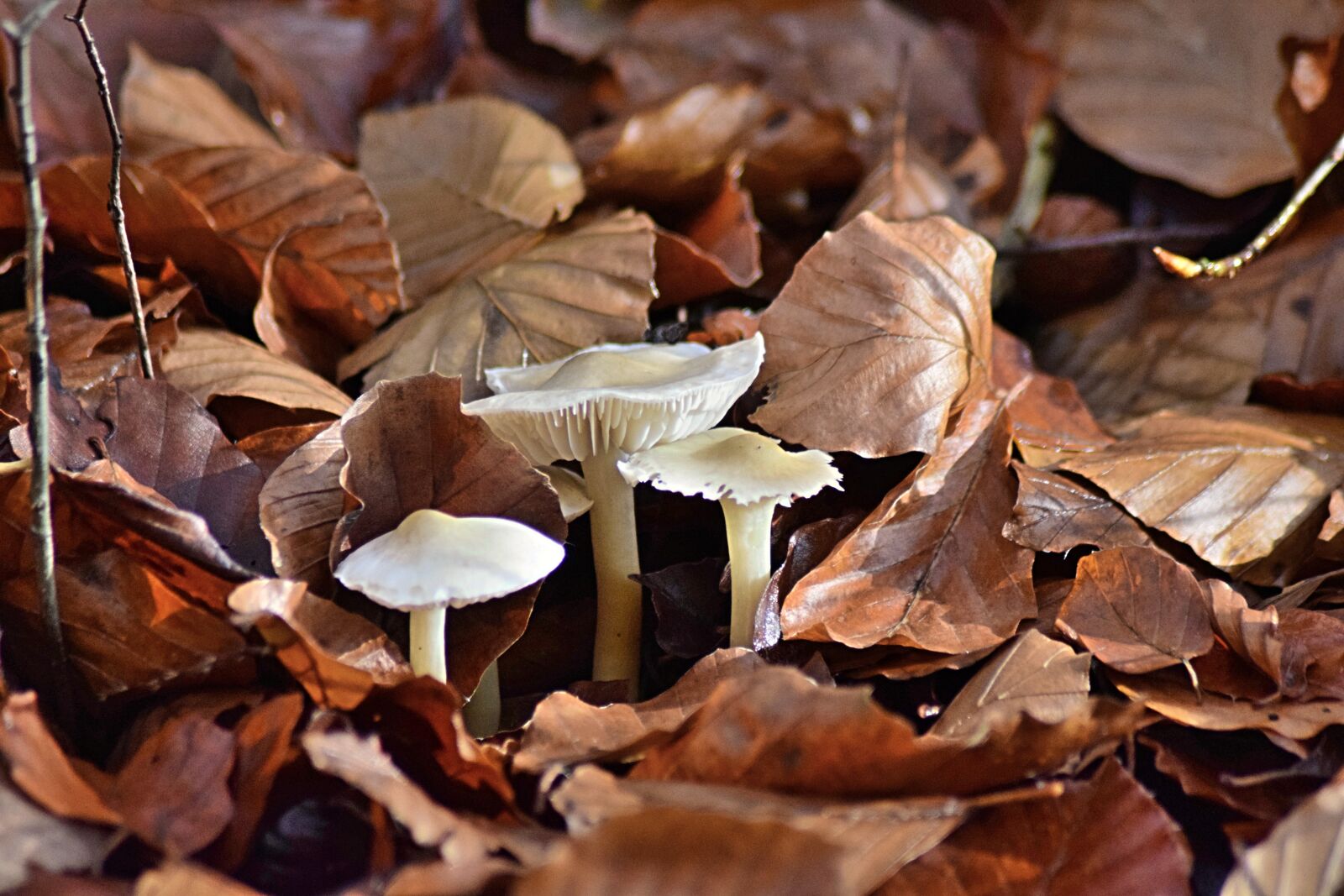 Nikon D3300 sample photo. Fall foliage, mushroom, toxic photography