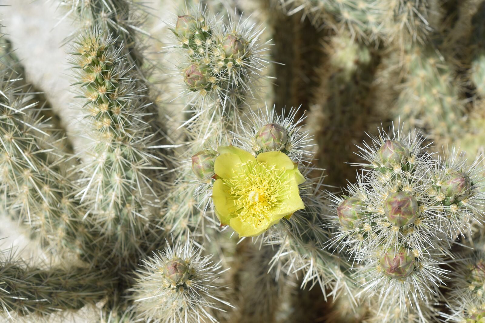 Nikon D3300 sample photo. Yellow, desert, flower photography