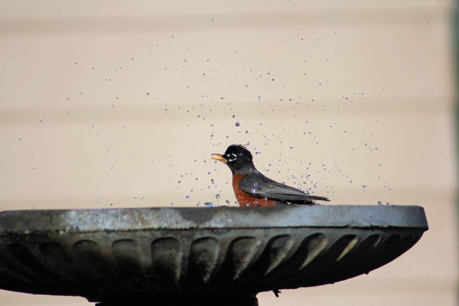Canon EOS 550D (EOS Rebel T2i / EOS Kiss X4) sample photo. Robin, robin red breast photography
