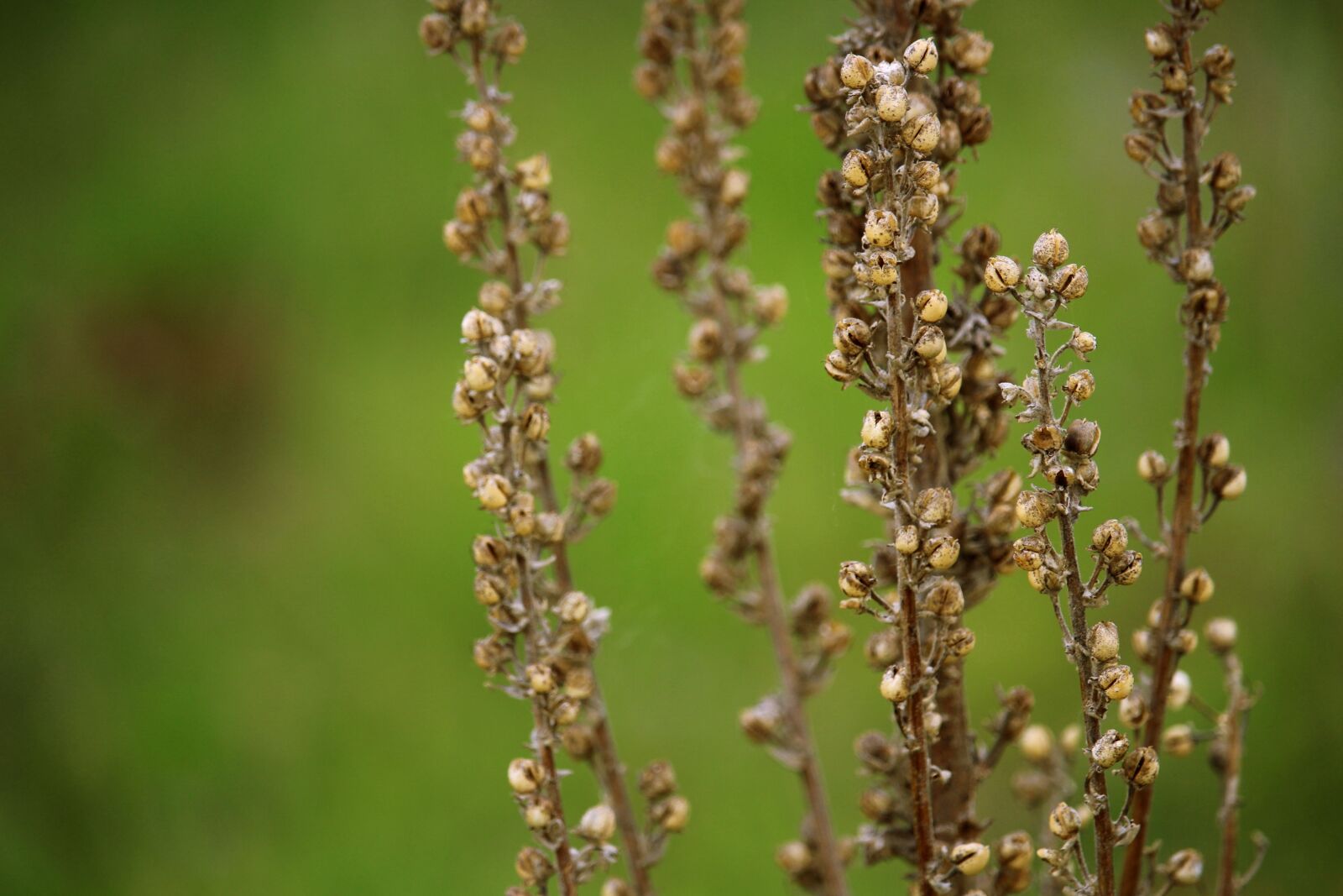 Canon EOS 100D (EOS Rebel SL1 / EOS Kiss X7) sample photo. Dry plant, nature, plant photography