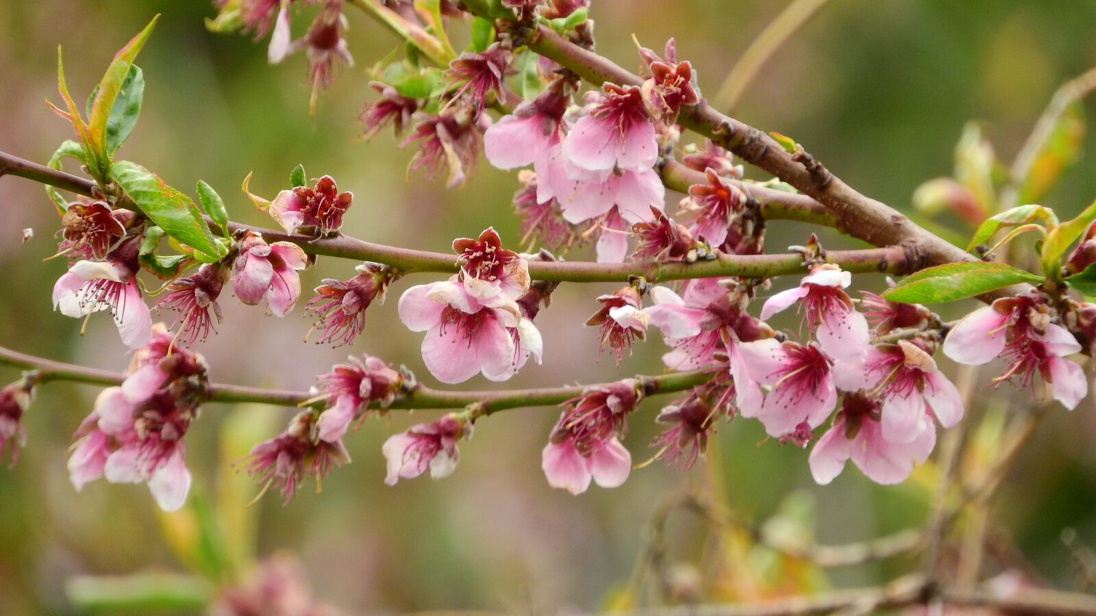 Nikon Coolpix P610 sample photo. Peach, the peach tree photography