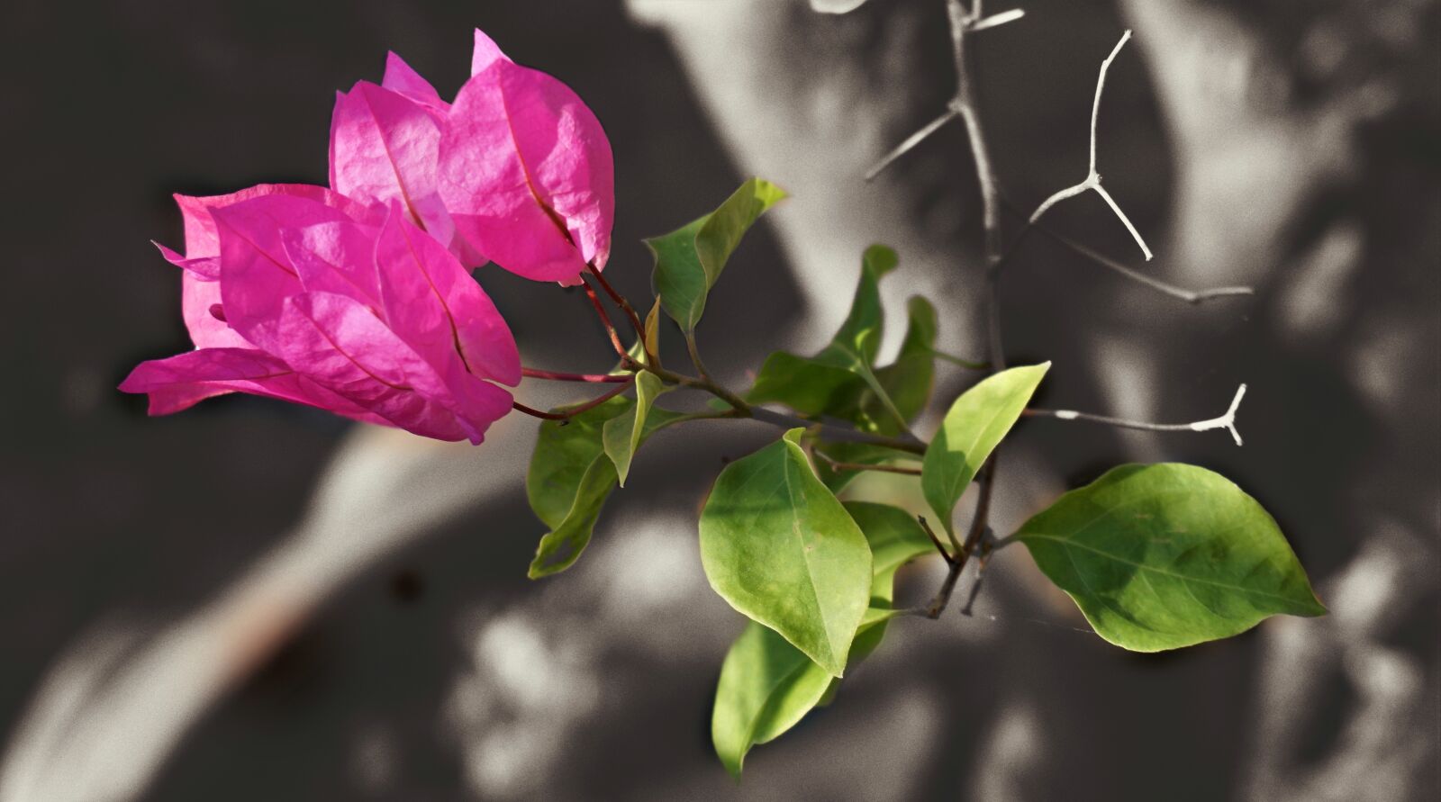 Sony a6300 sample photo. Bougainvillea, red, nature photography