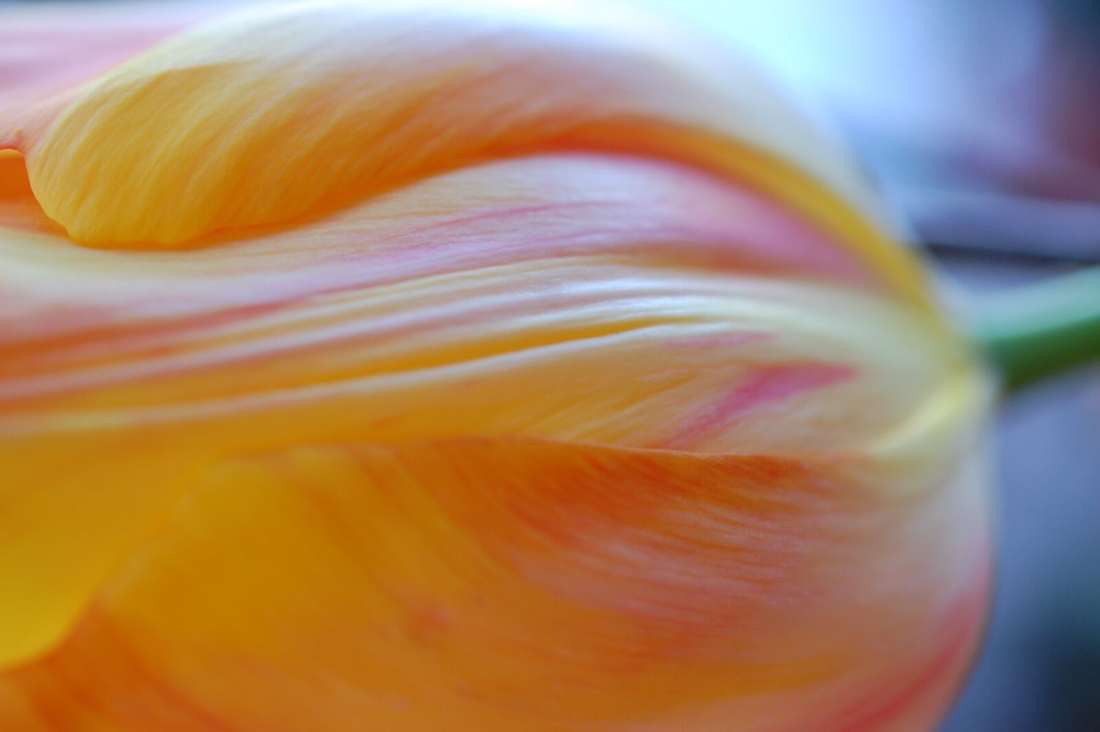 Nikon D40 sample photo. Tulip, orange, spring photography