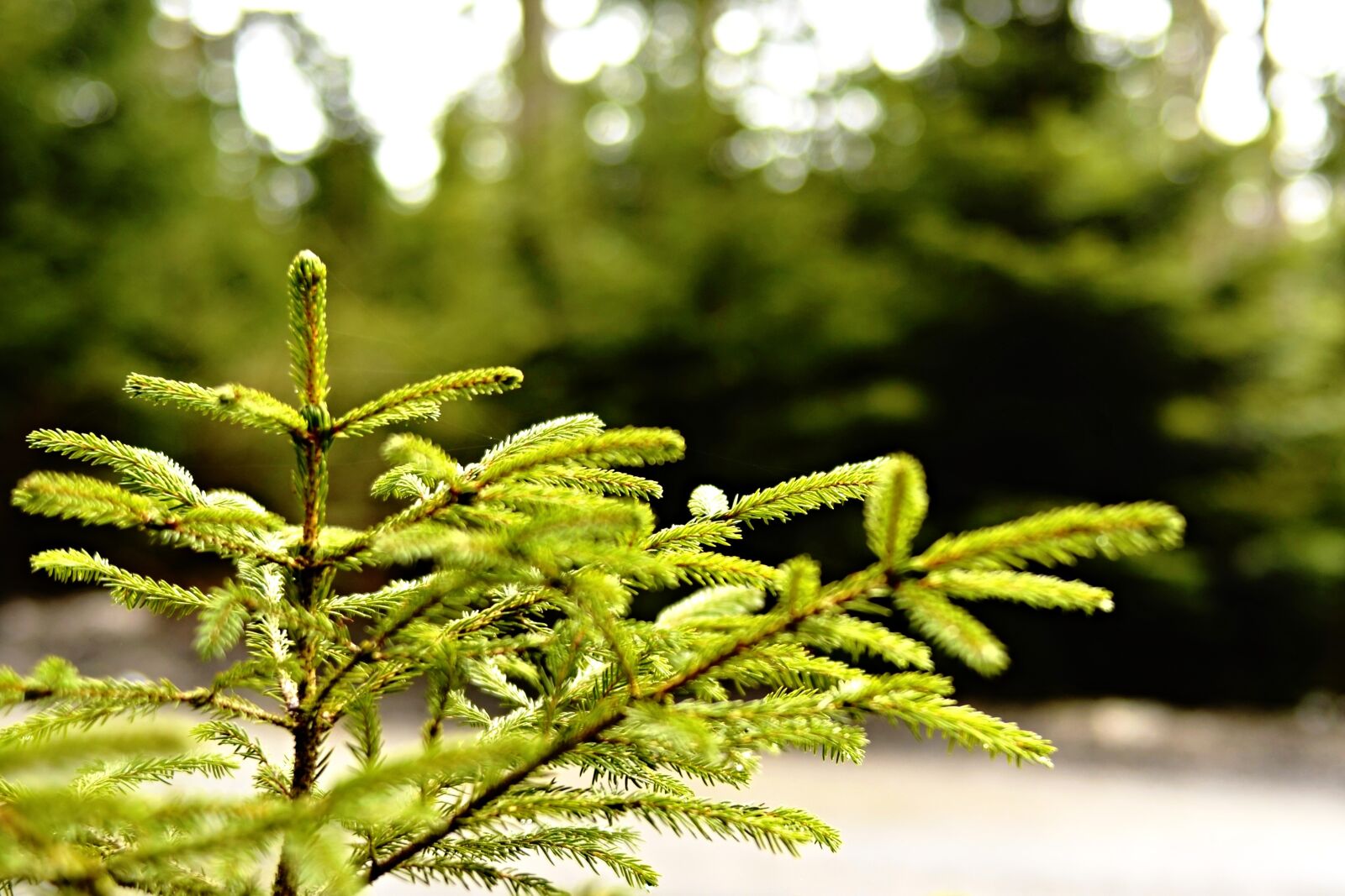 Nikon D5100 sample photo. Forest, wood, tree photography