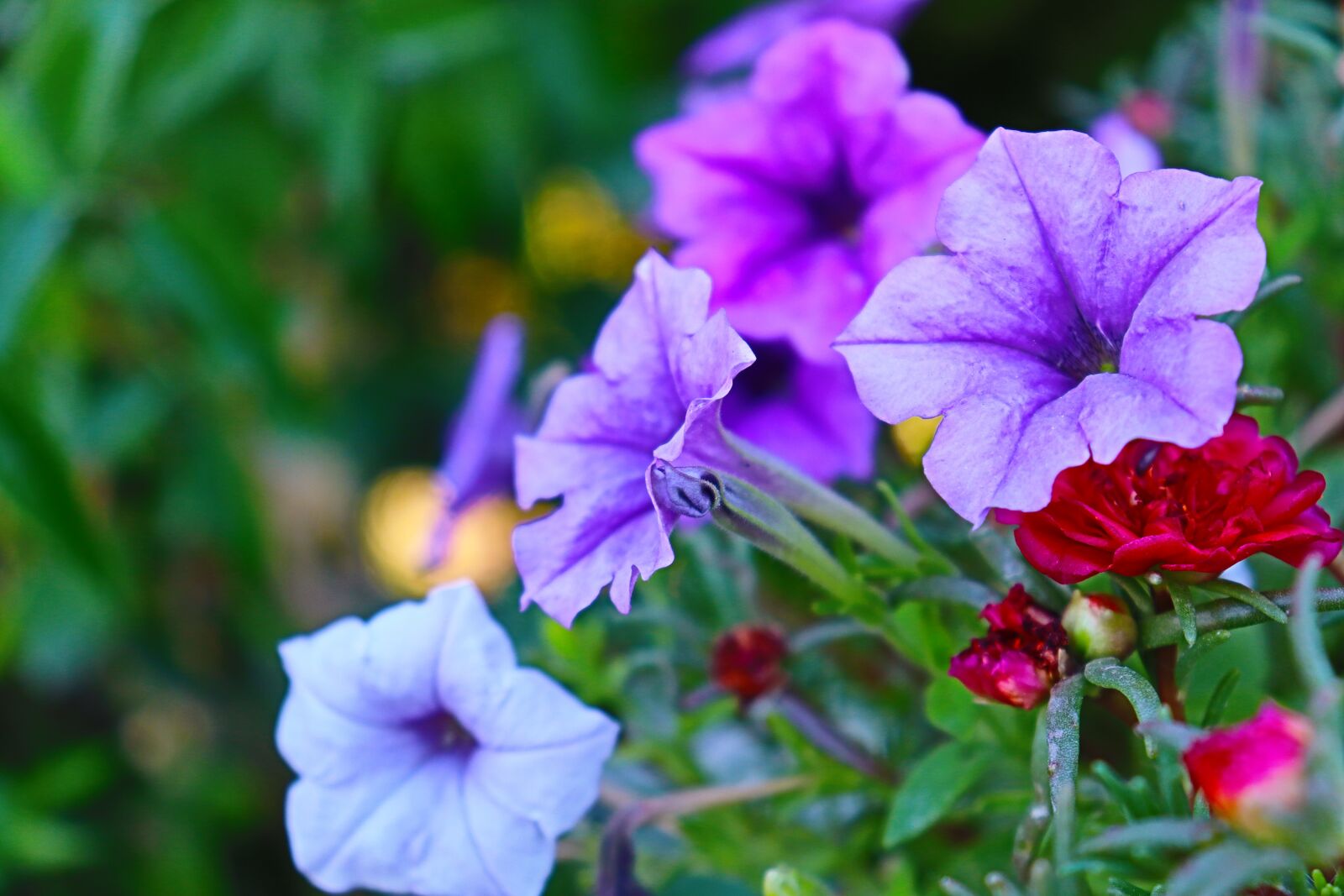 Canon EF-S 18-55mm F4-5.6 IS STM sample photo. Voilet, flower, doha photography