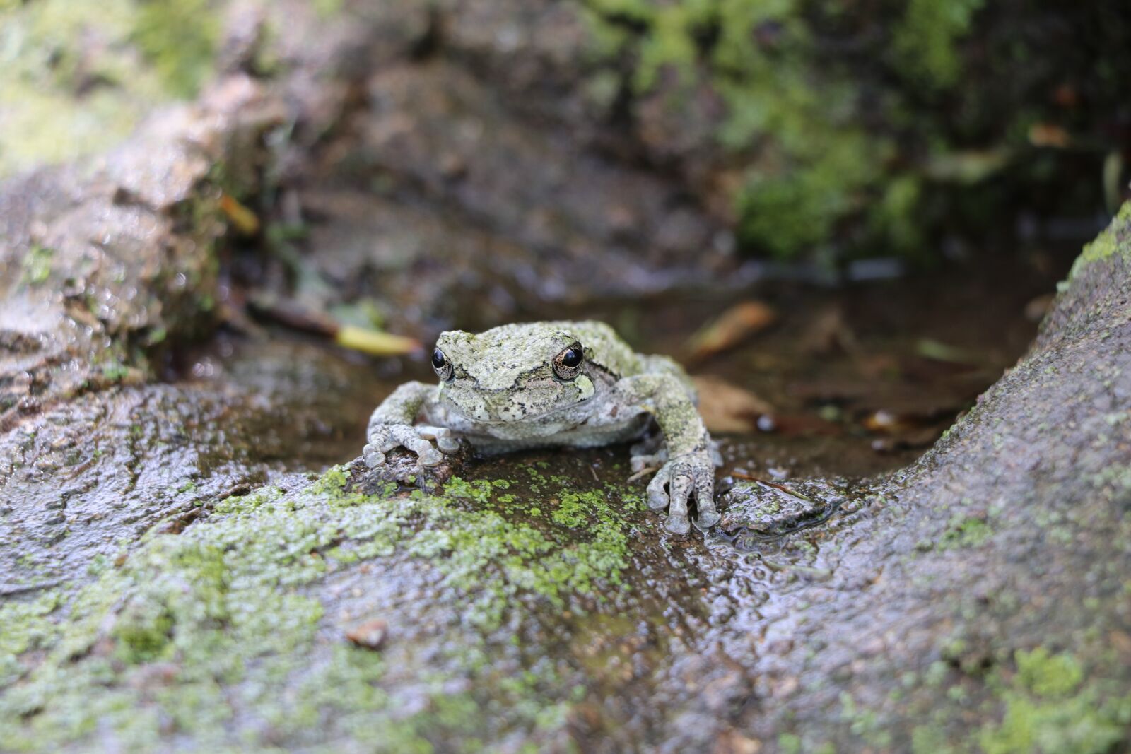 Canon EOS 80D + Canon EF-S 18-135mm F3.5-5.6 IS STM sample photo. Frog, tree frog, wild photography