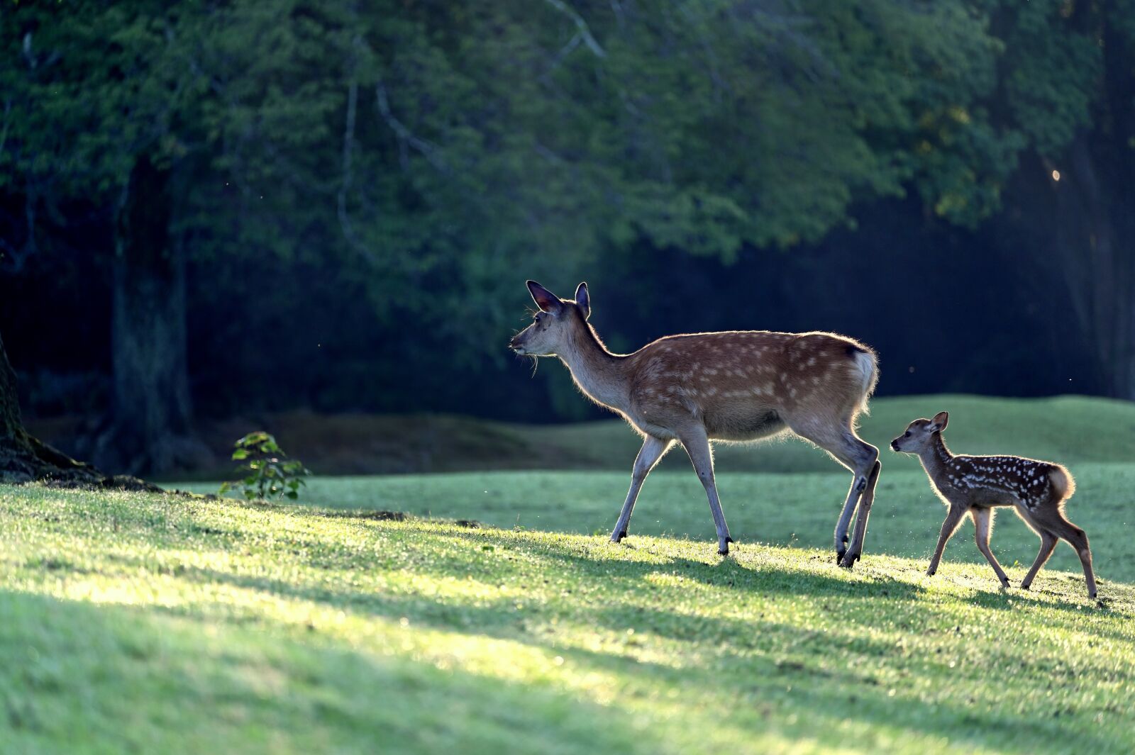 Nikon Z6 sample photo. Deer, parent child, morning photography