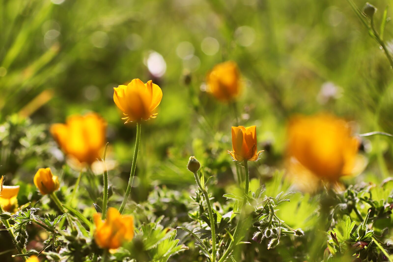 Tamron SP 90mm F2.8 Di VC USD 1:1 Macro sample photo. Flower, blossom, bloom photography