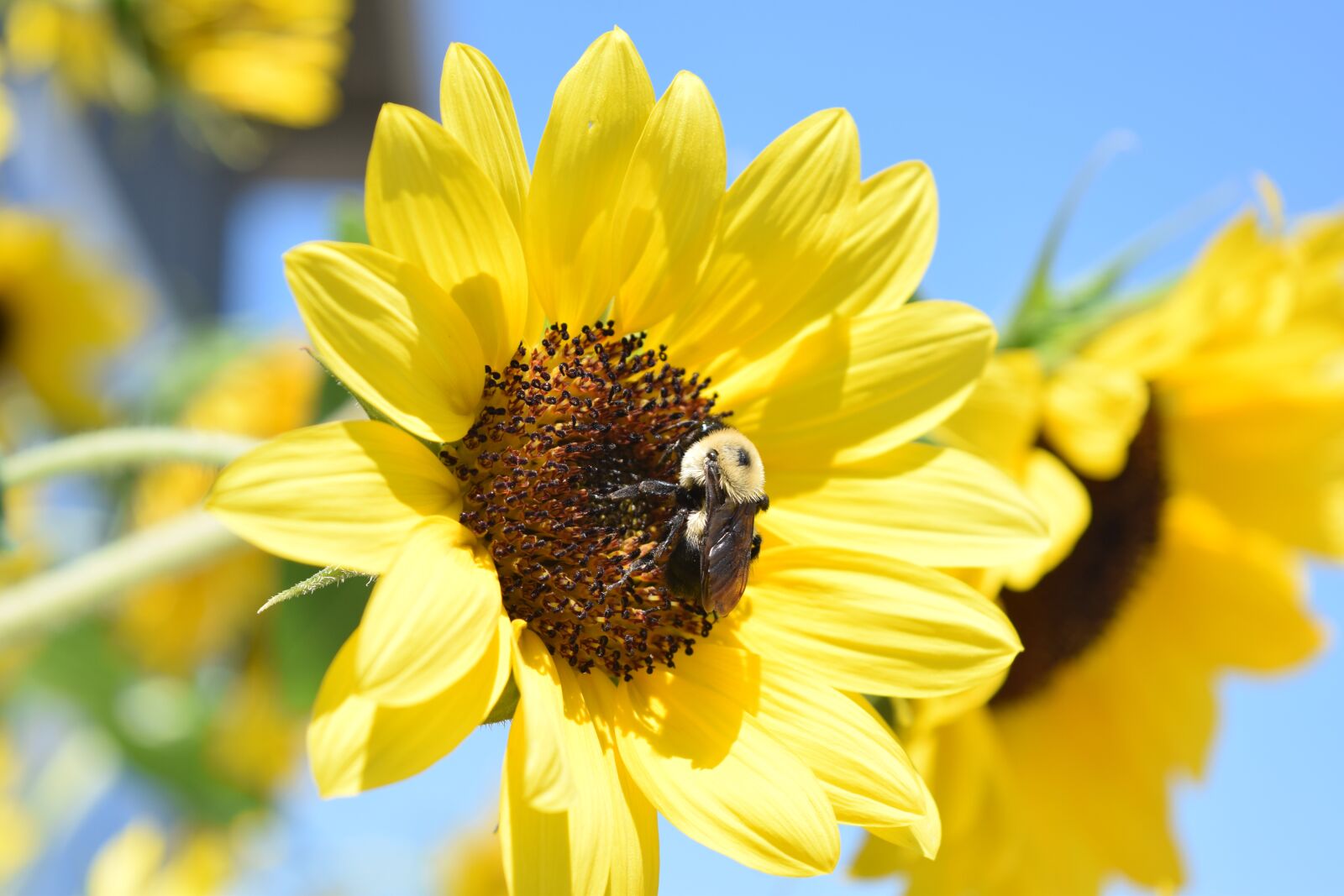 Nikon D3300 sample photo. Yellow, sunflower, sunshine photography
