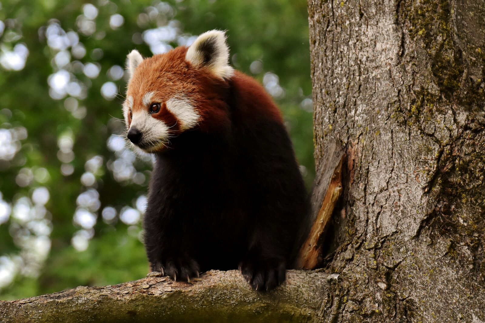 Nikon D7200 sample photo. Panda, red panda, bear photography
