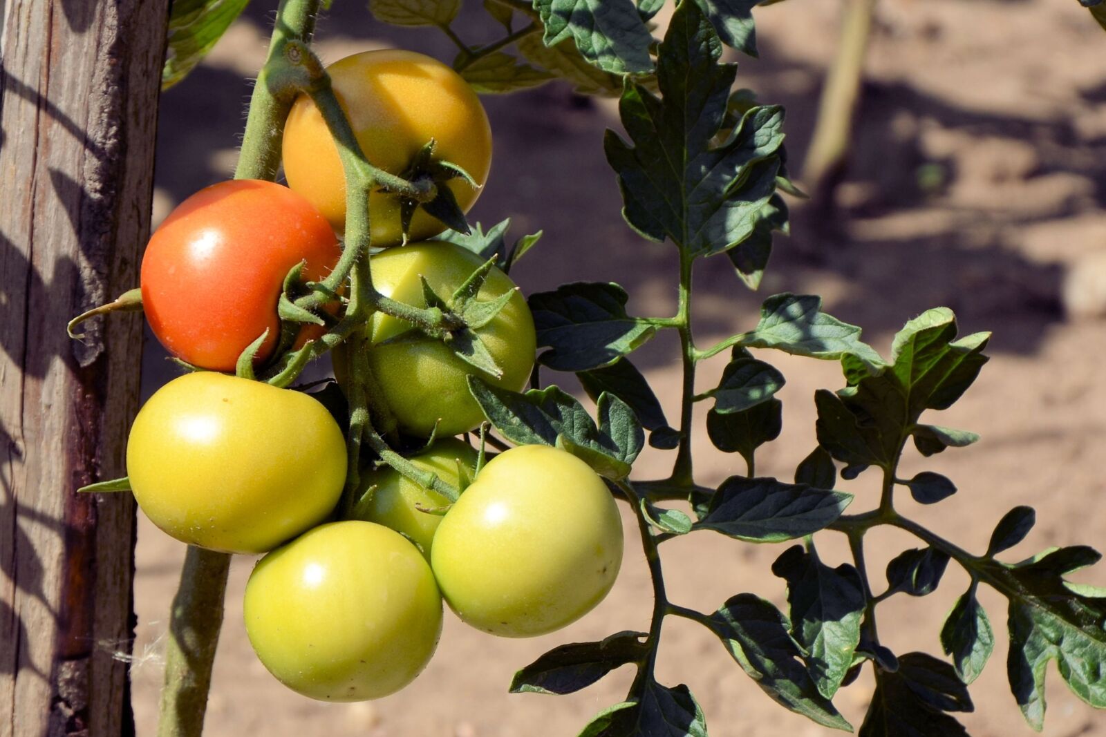 Nikon D5100 sample photo. Tomatoes, immature, vegetables photography