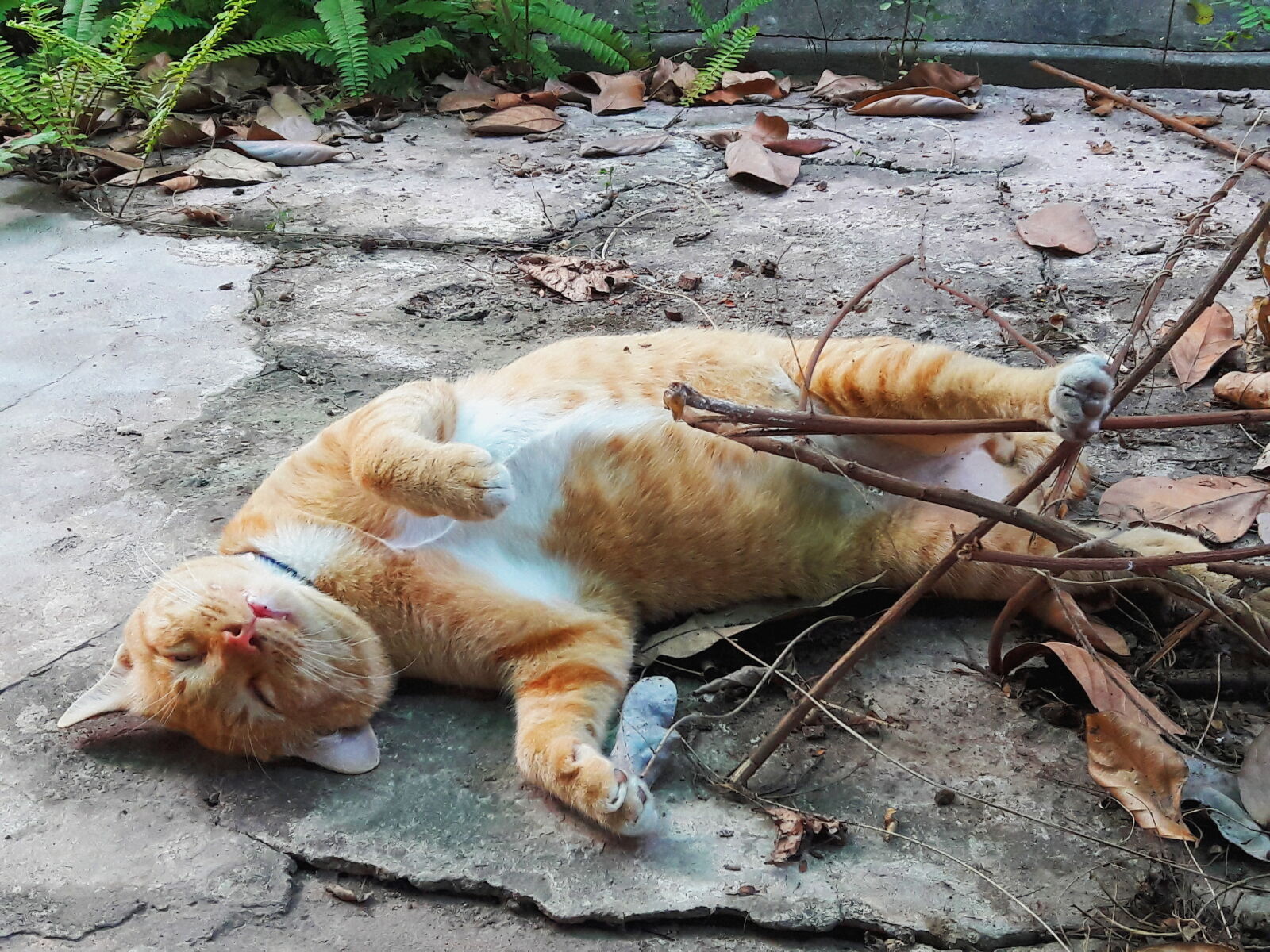 Samsung Galaxy J7 sample photo. Cat, sleep photography