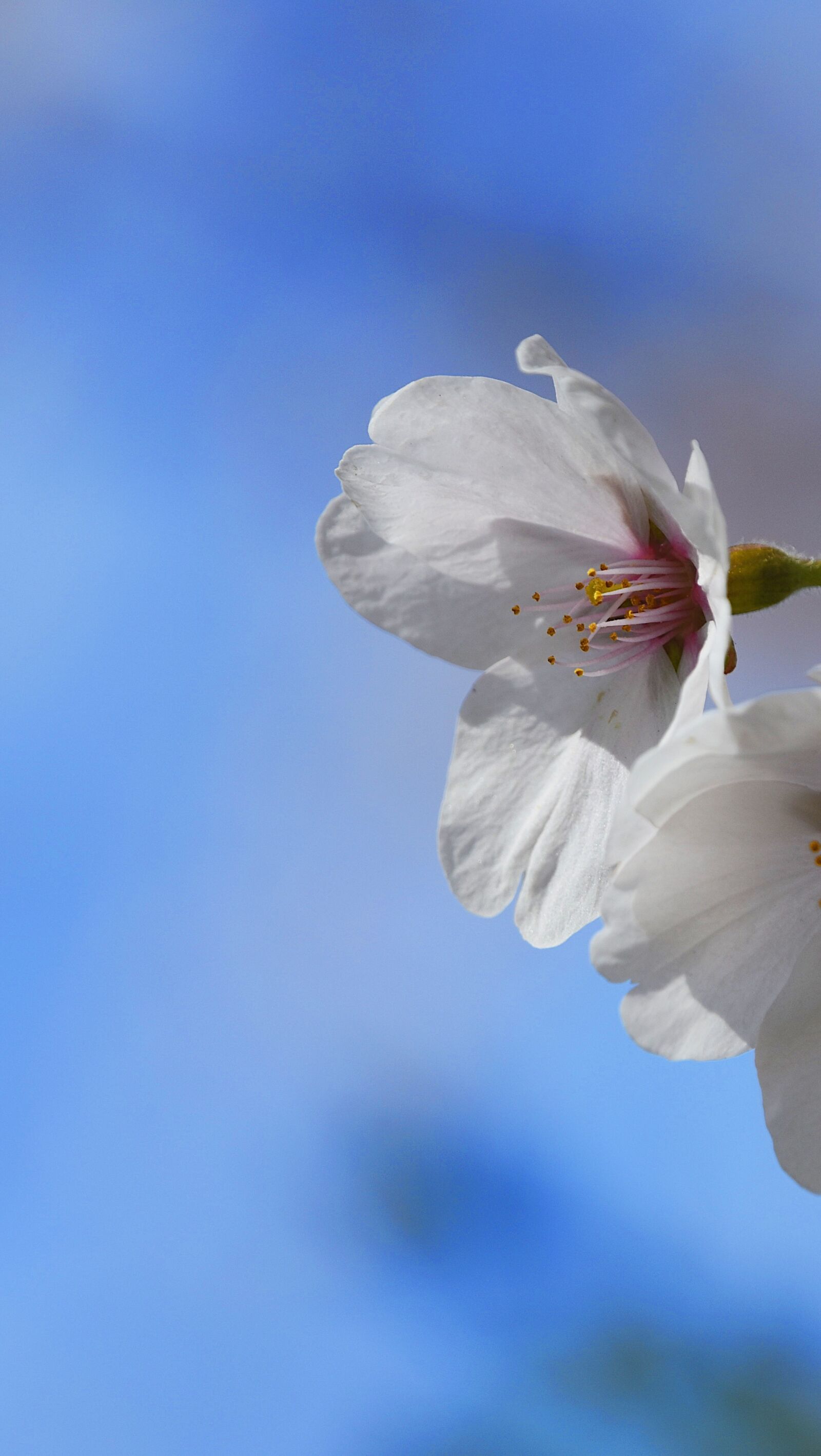 Nikon D7200 sample photo. Cherry blossom, petal, spring photography