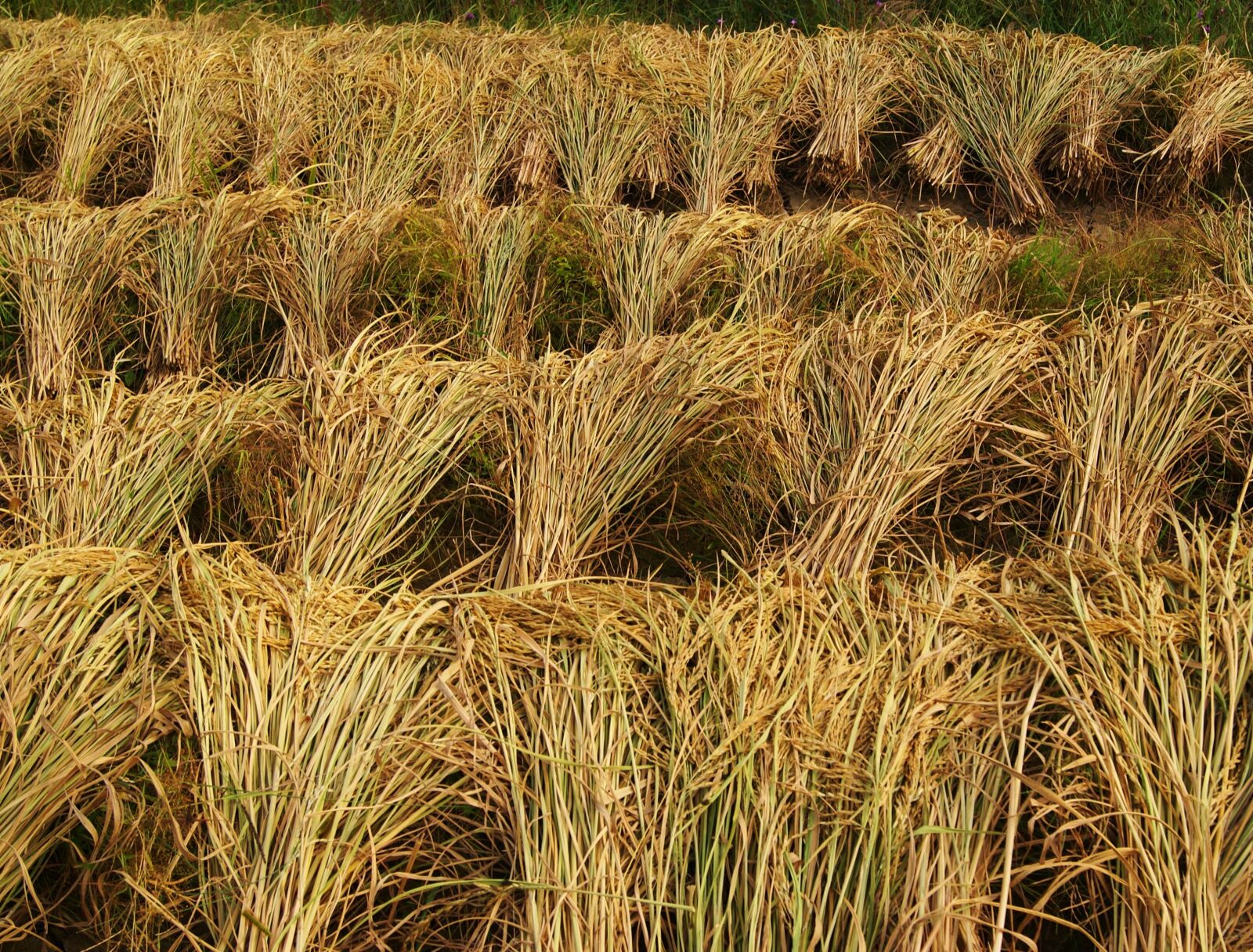 Sony Alpha DSLR-A230 sample photo. Rice, harvest, crops photography