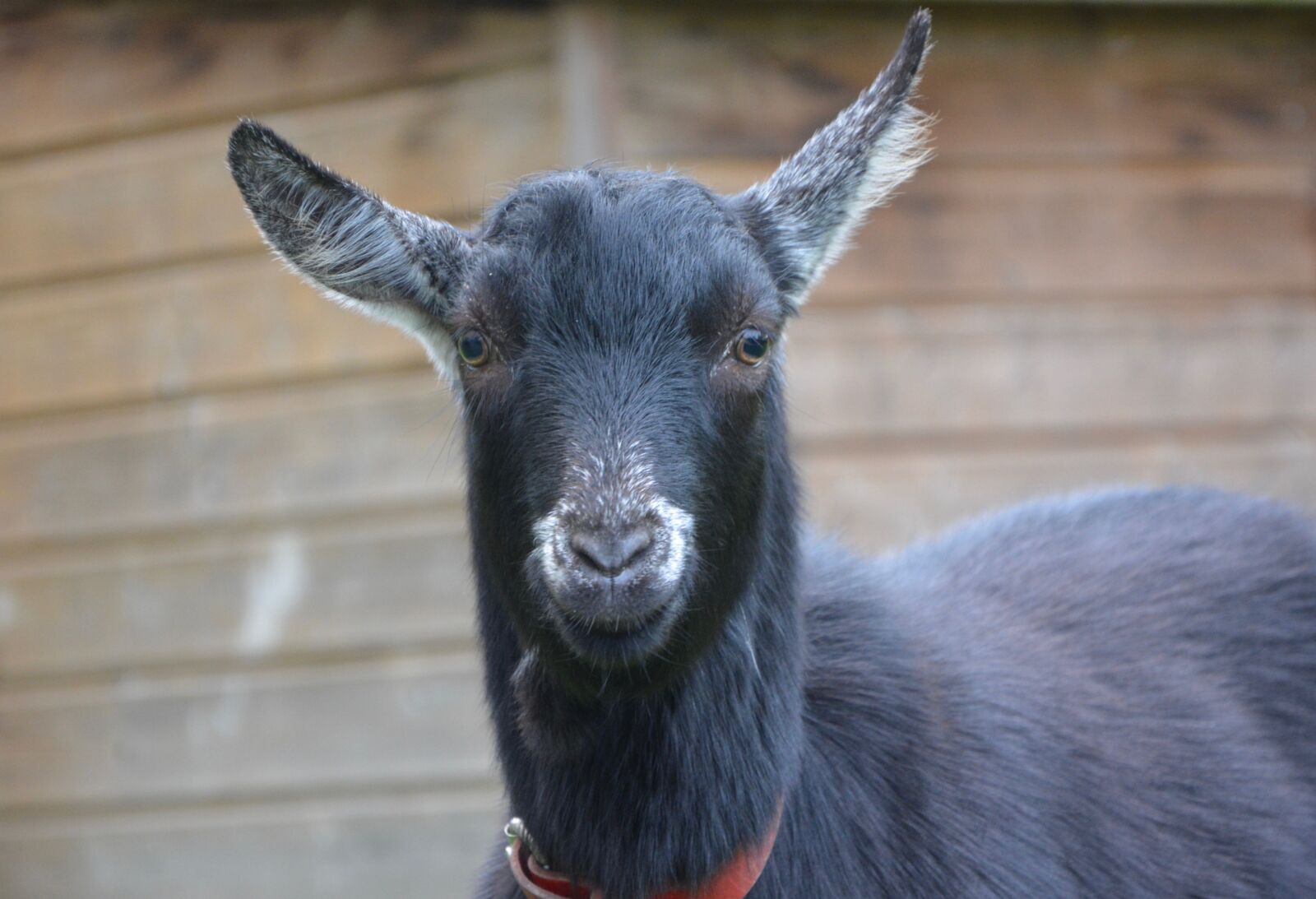 Nikon D5200 sample photo. Goat, goat black white photography