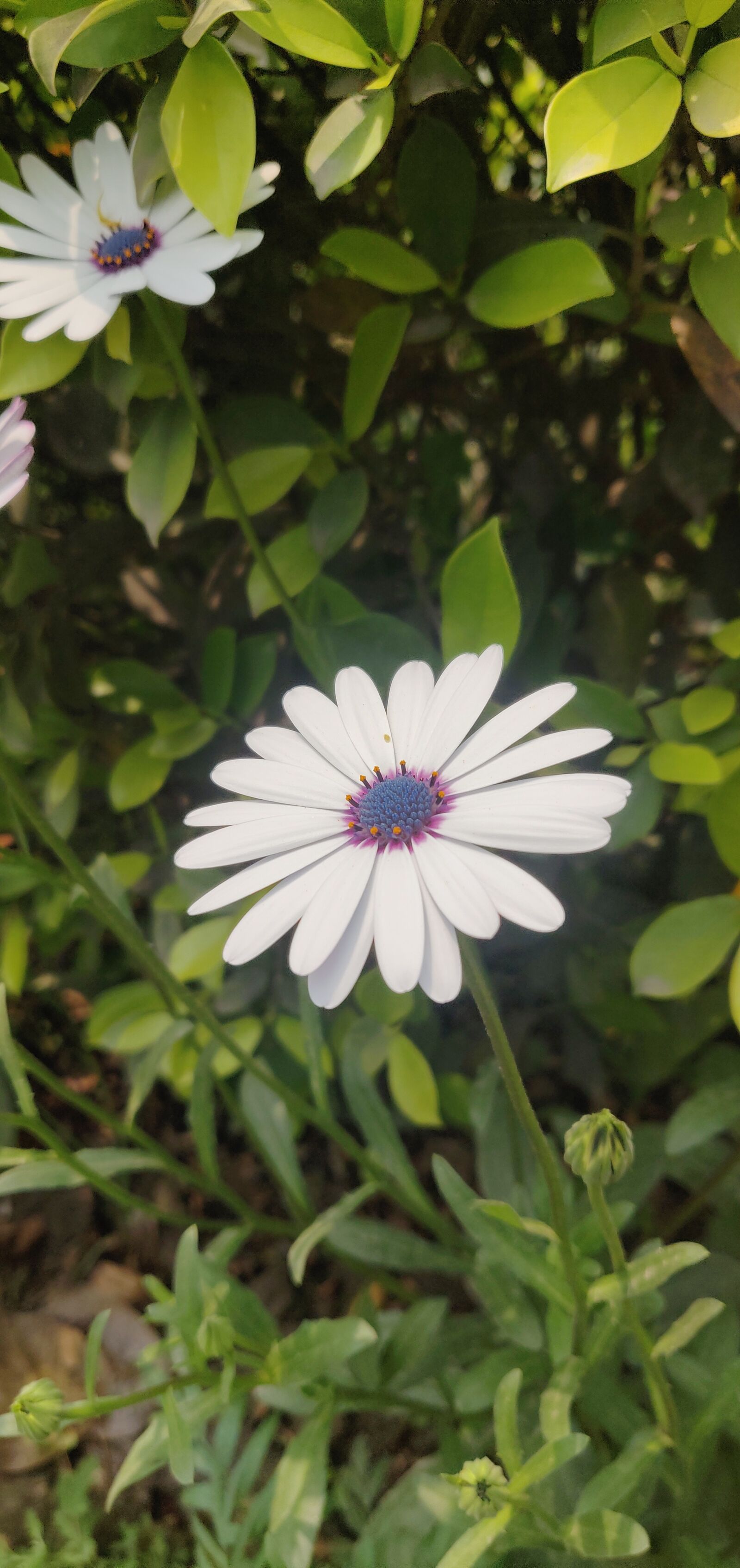 OnePlus A6000 sample photo. Flower, daisy, spring photography