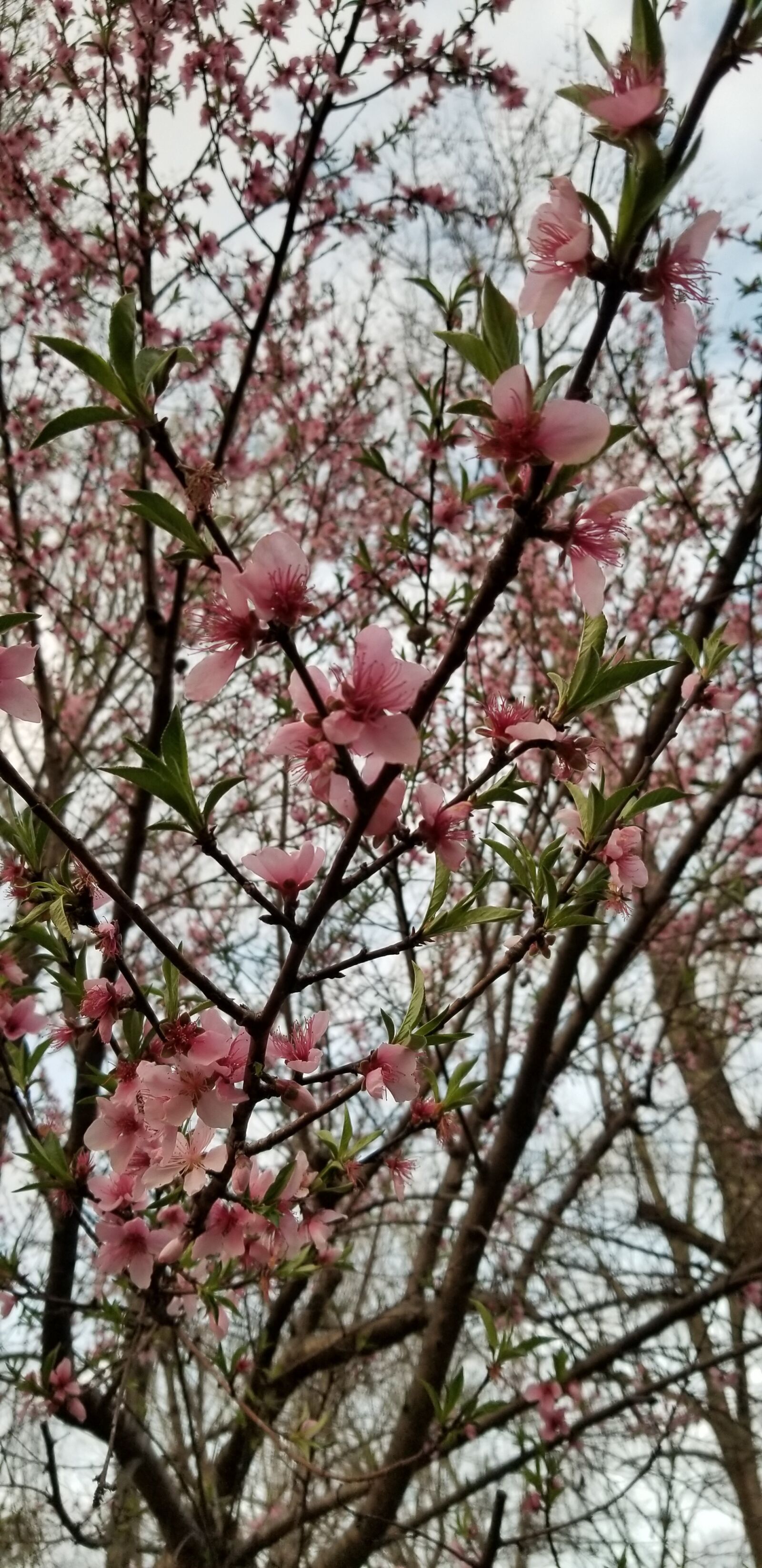 Samsung Galaxy S8 sample photo. Cherry blossoms, plant, spring photography