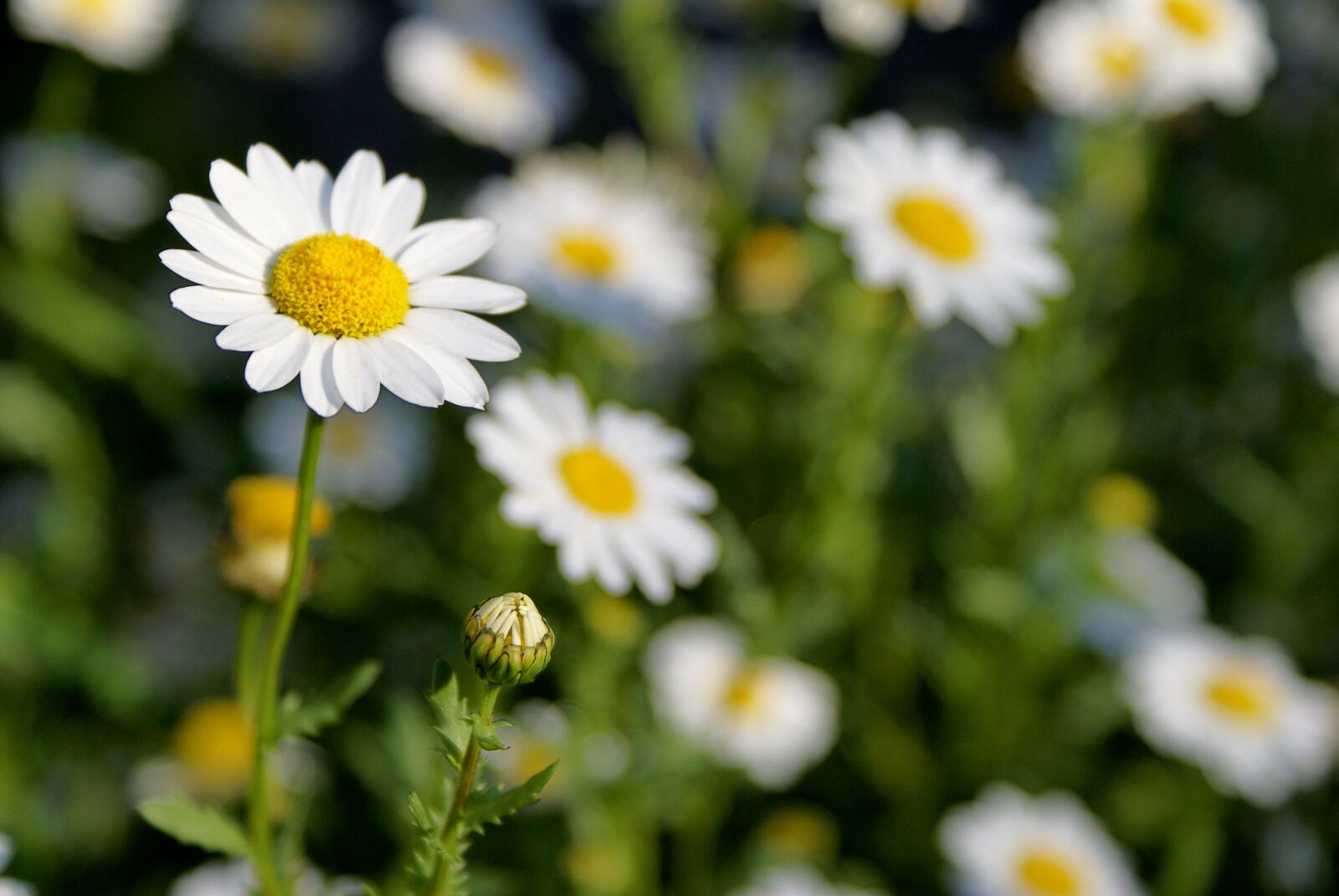 Sony Alpha DSLR-A100 sample photo. Daisy's in the field photography